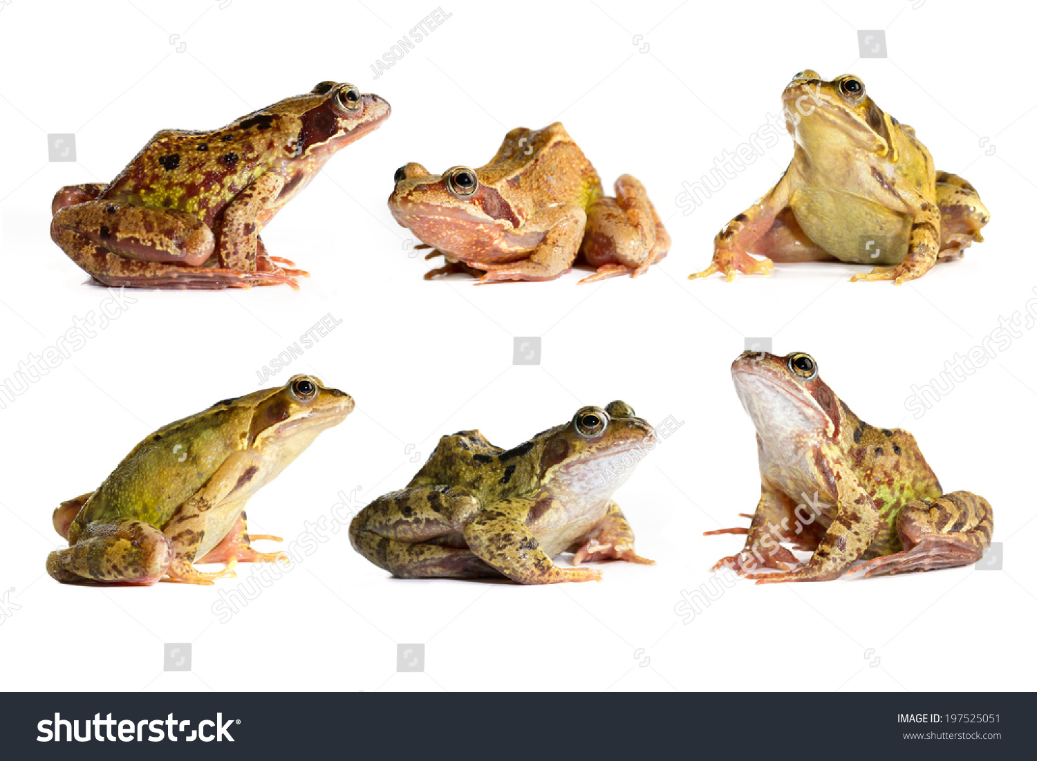 Rana Temporaria Colour Variation Stock Photo 197525051 | Shutterstock