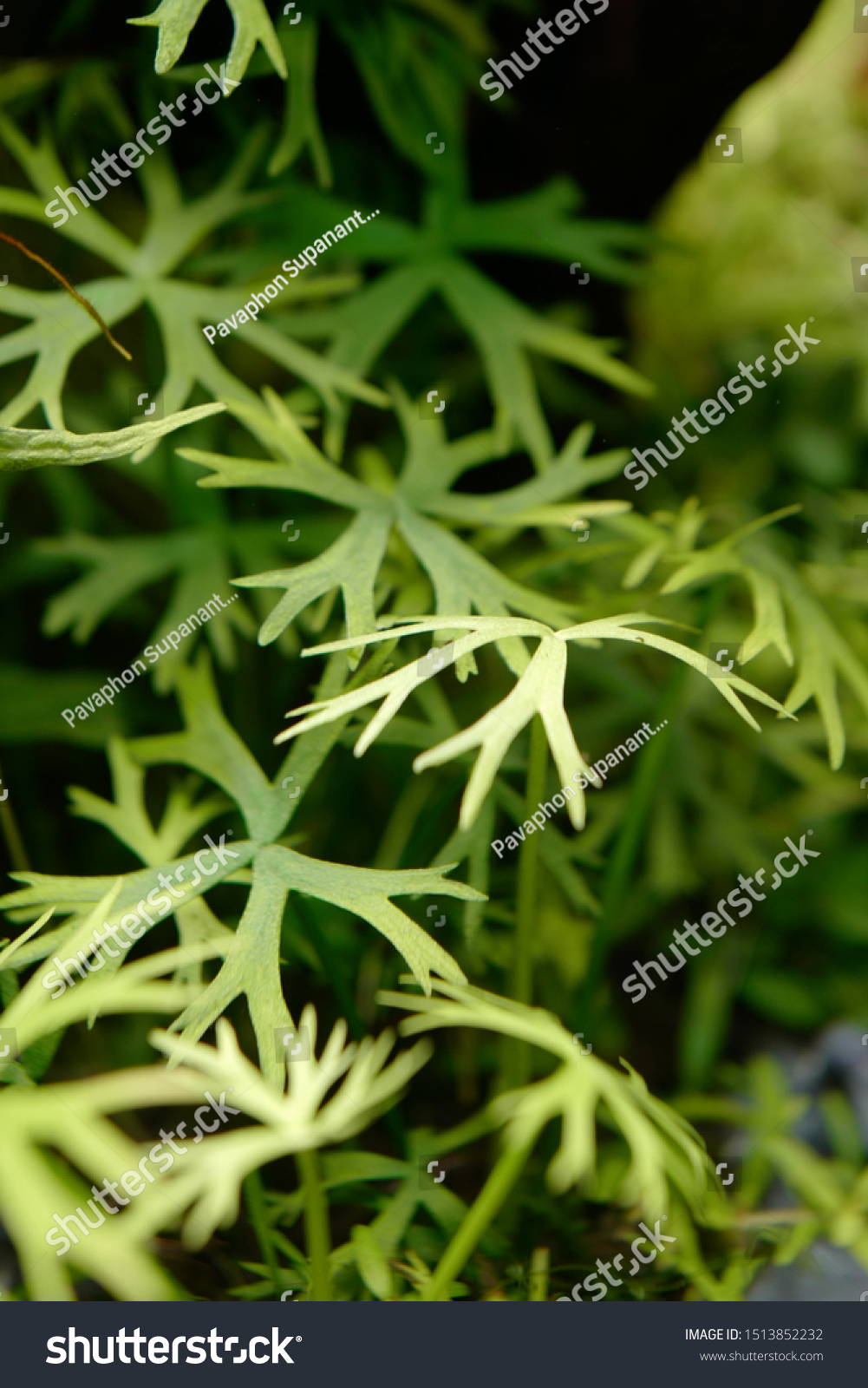 Ranunculus