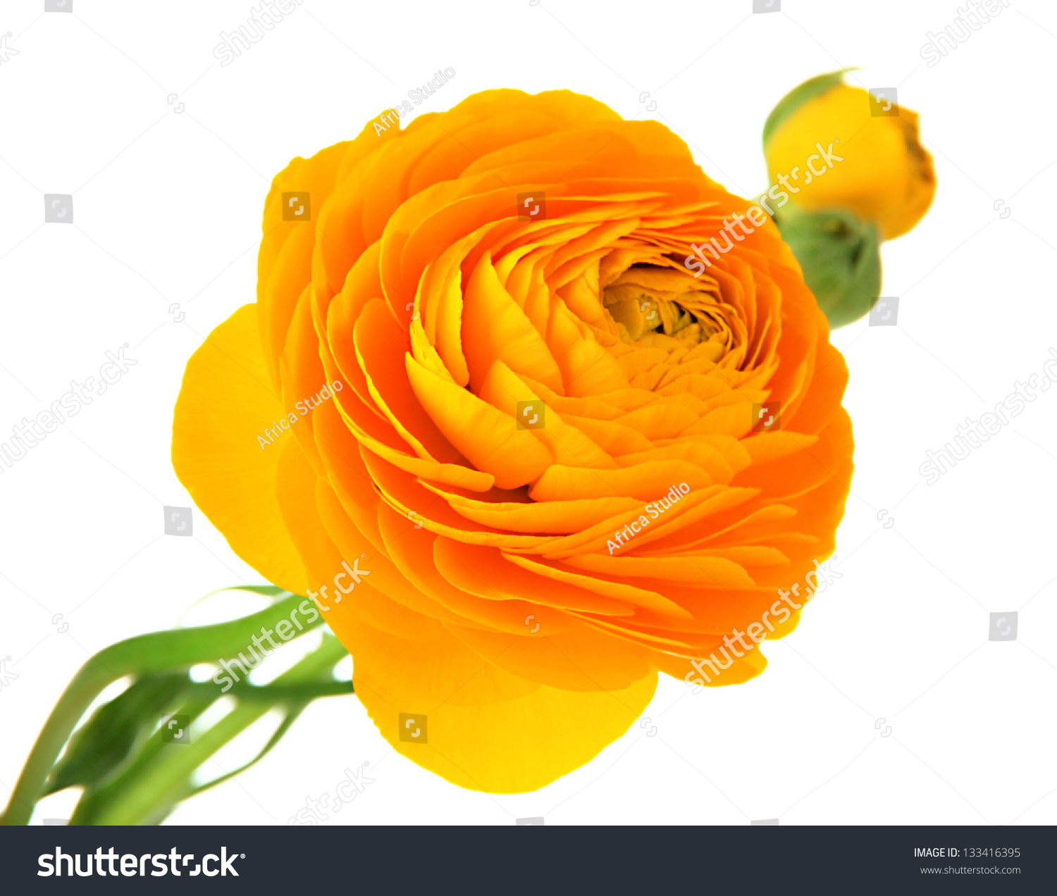 8,126 Orange buttercup Images, Stock Photos & Vectors | Shutterstock