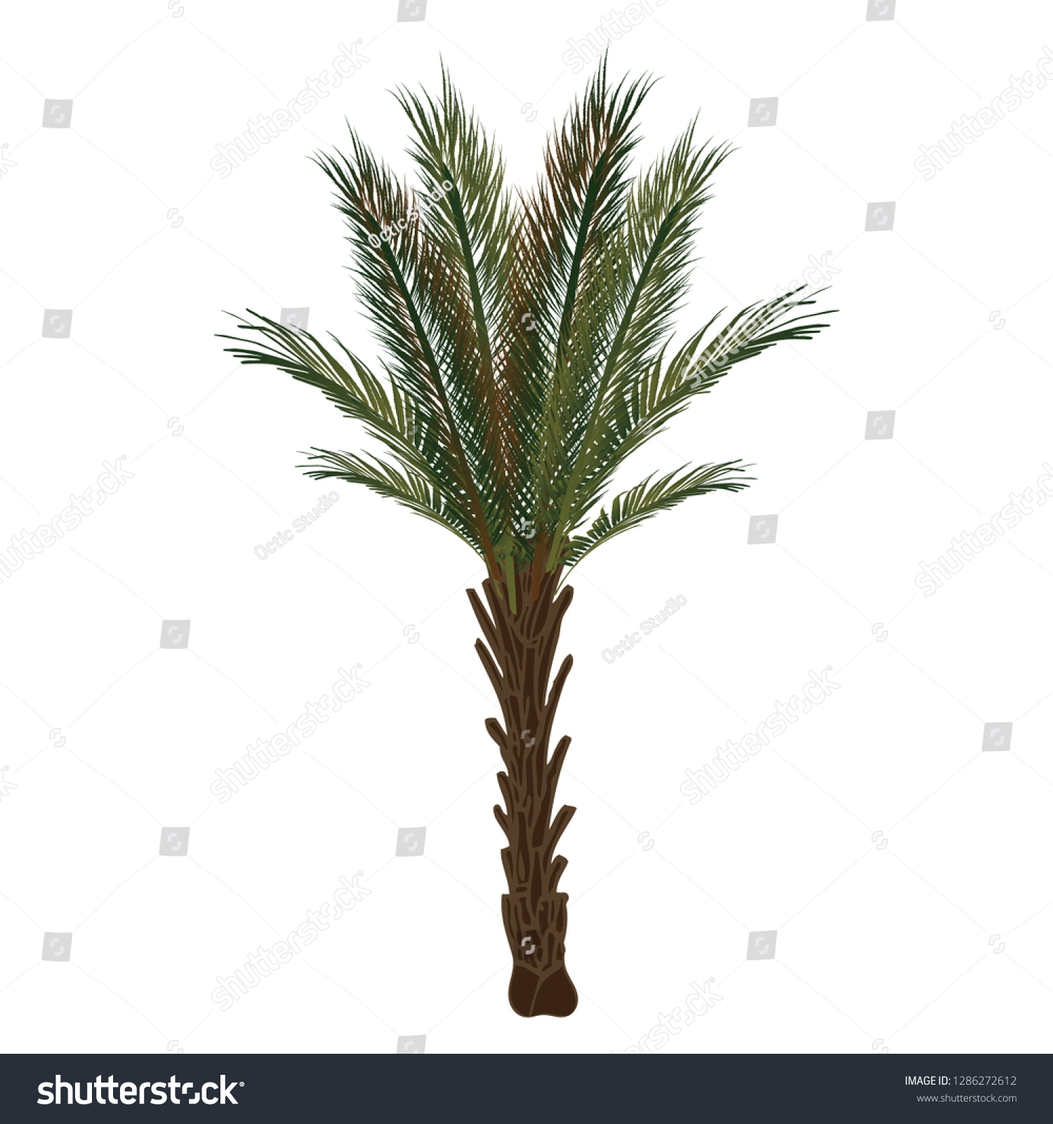 raphia palm