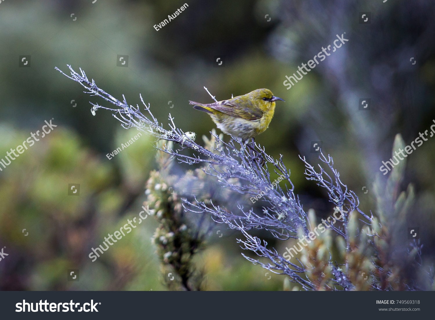 3 Imágenes De Hawaiian Amakihi - Imágenes, Fotos Y Vectores De Stock ...