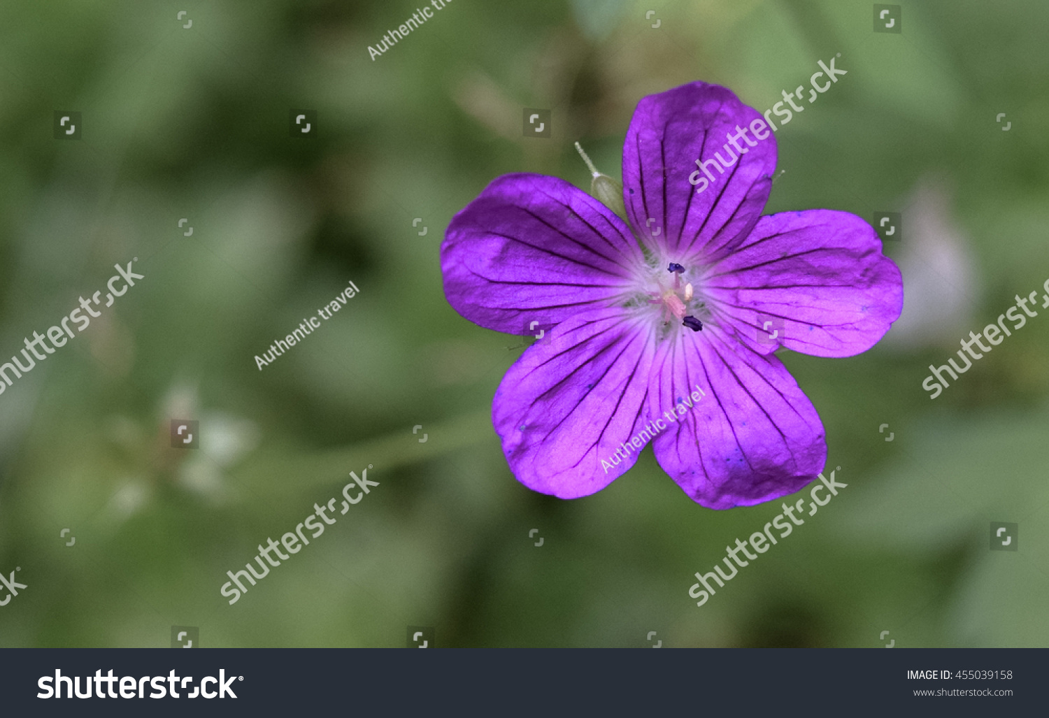 Rare Unique Flowers Forest Eastern Europe Stock Photo (Edit