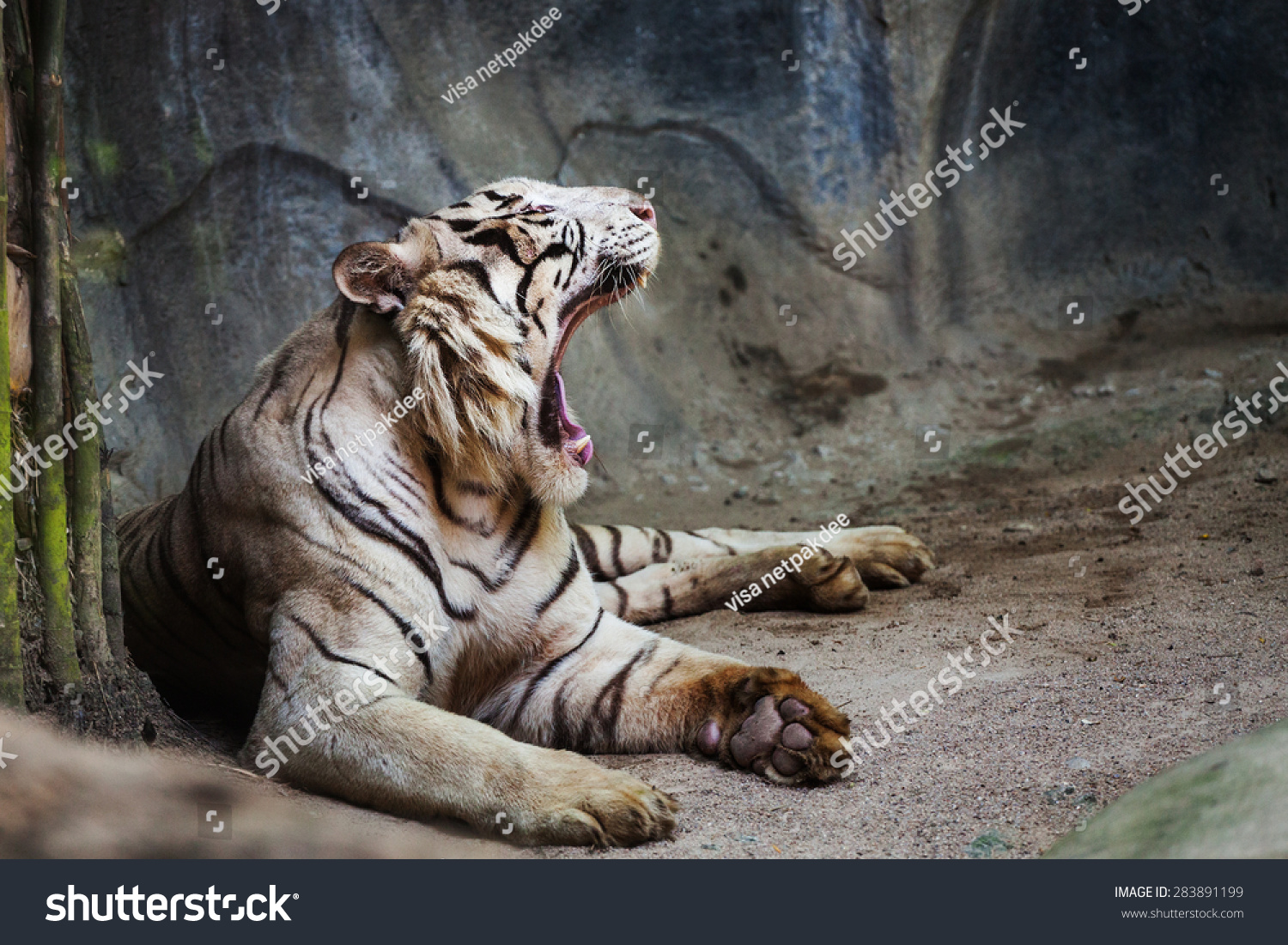 Rare Black White Striped Adult Tiger Stock Photo (Edit Now) 283891199