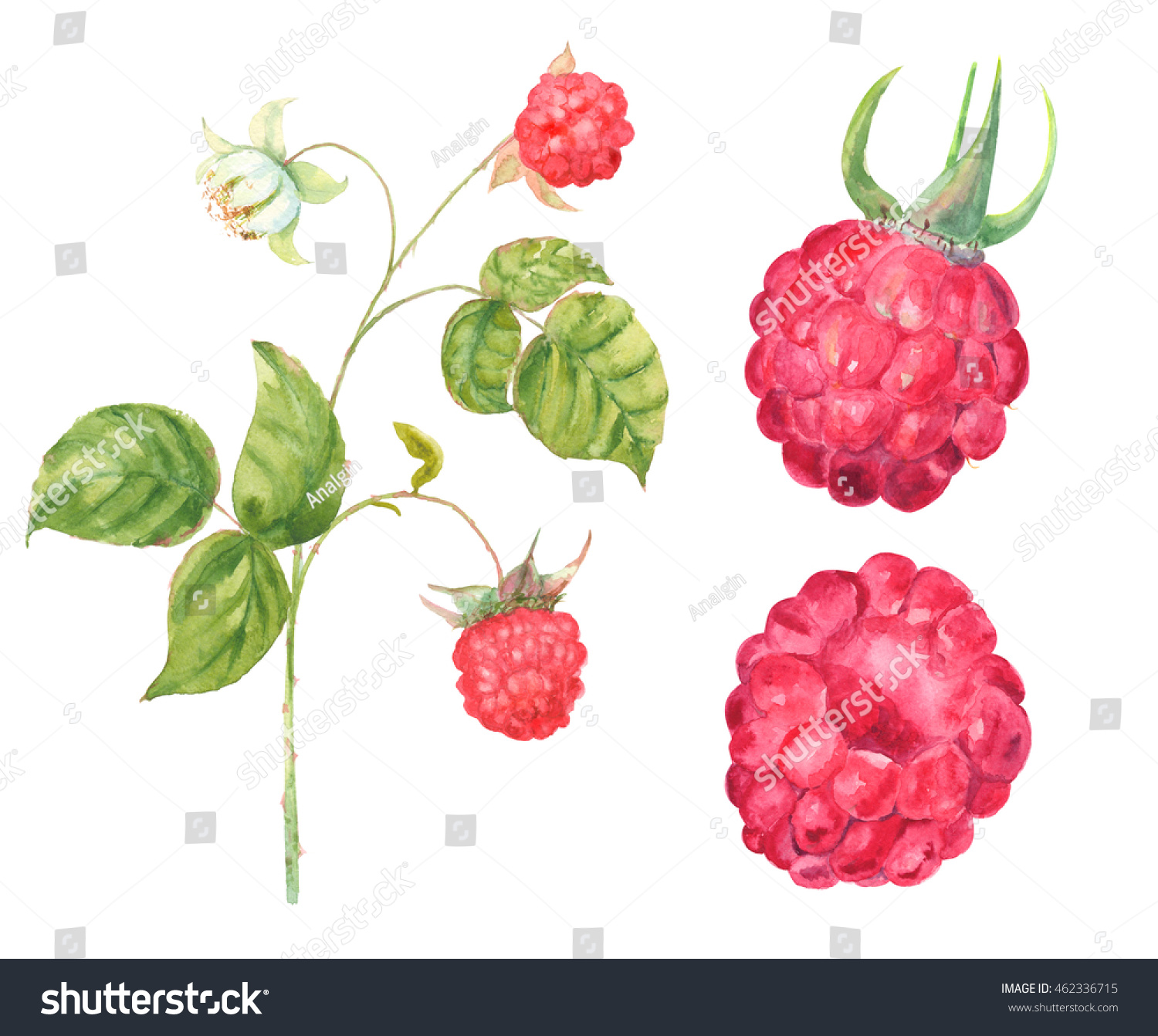 Raspberry: useful properties of berries and leaves 92 Raspberry: useful properties of berries and leaves 83