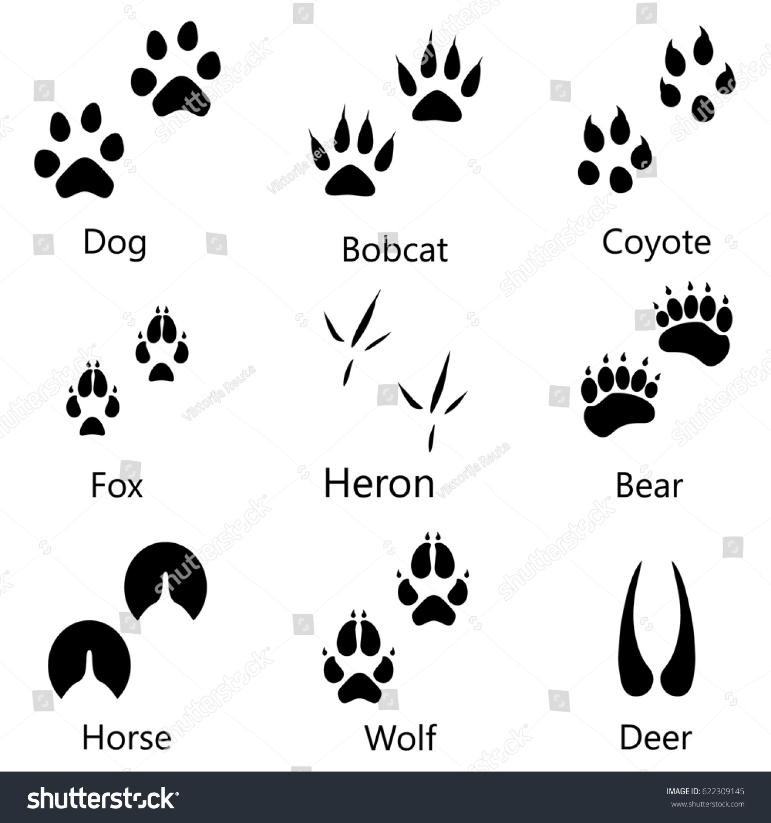 Raster Illustration Animal Birds Footprints Names Stock Illustration ...