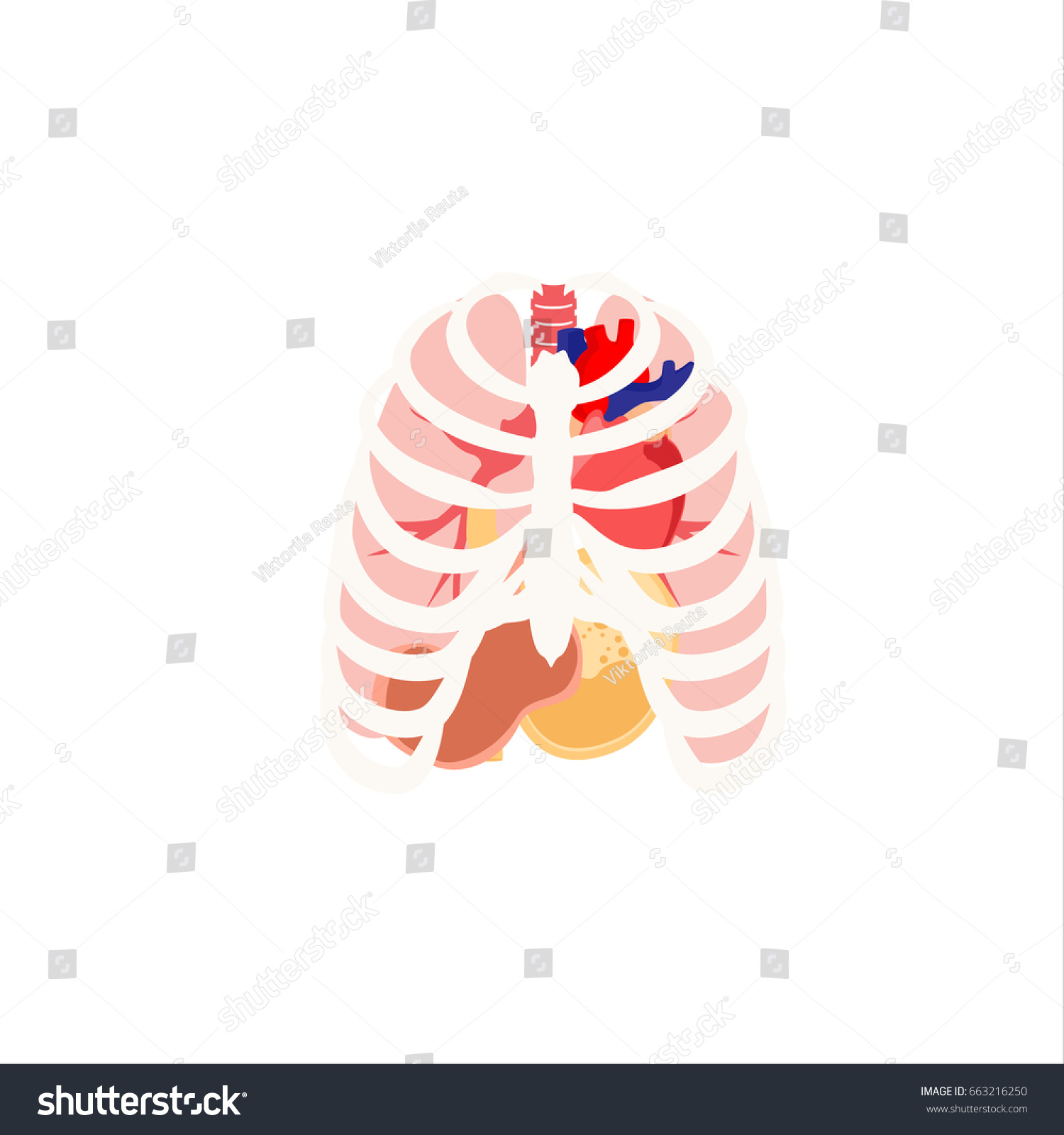 Raster Illustration Human Organs Rib Cage 스톡 일러스트 663216250 Shutterstock