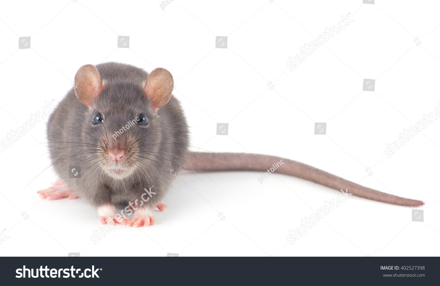 Rat Isolated On White Background Stock Photo 402527398 : Shutterstock