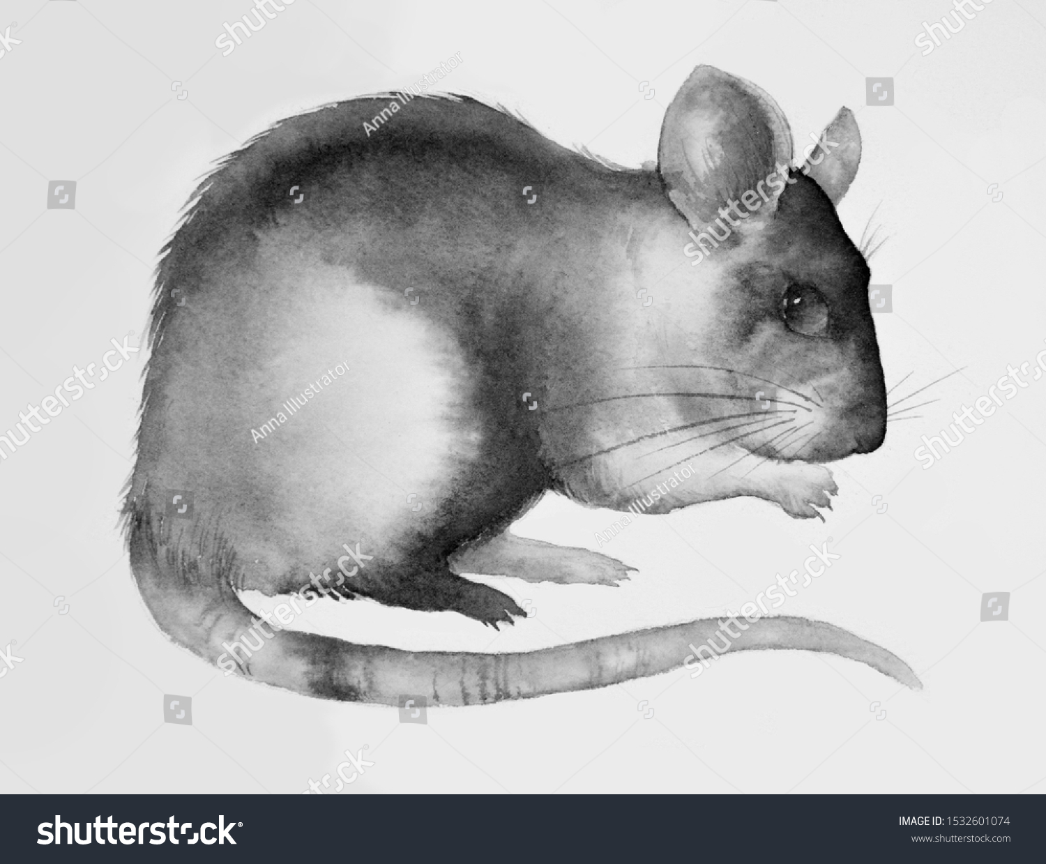 Rat Mouse Illustration Watercolor Painted Rat Stock Illustration