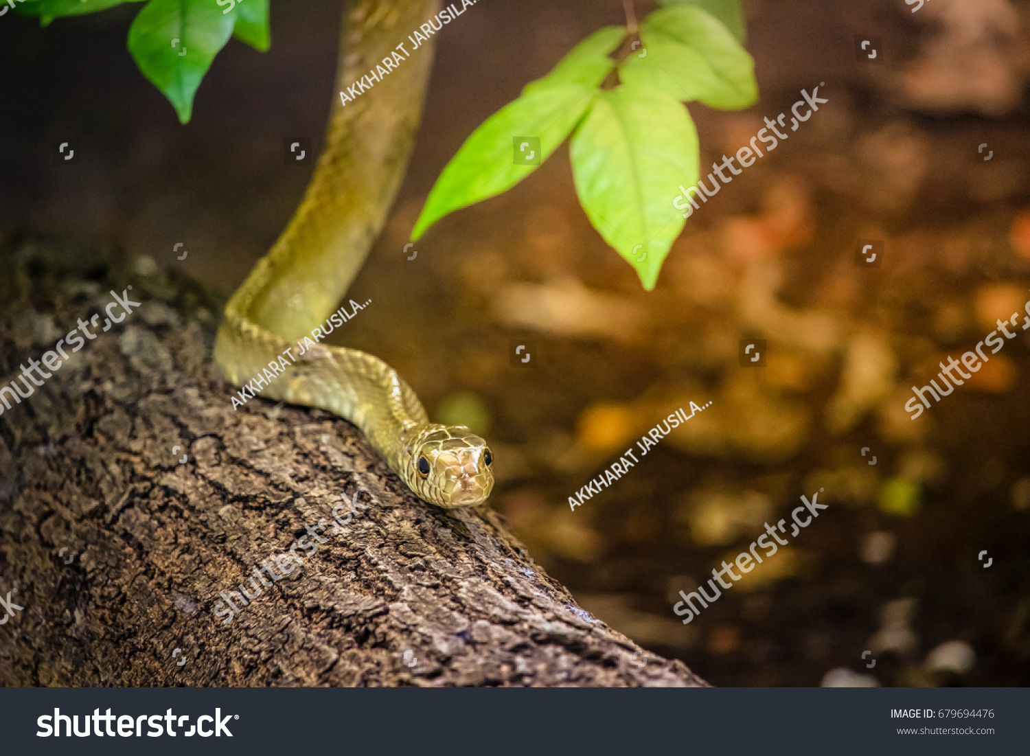 Rat Snake Non Venomous Snake Feed Stock Photo (Edit Now) 679694476