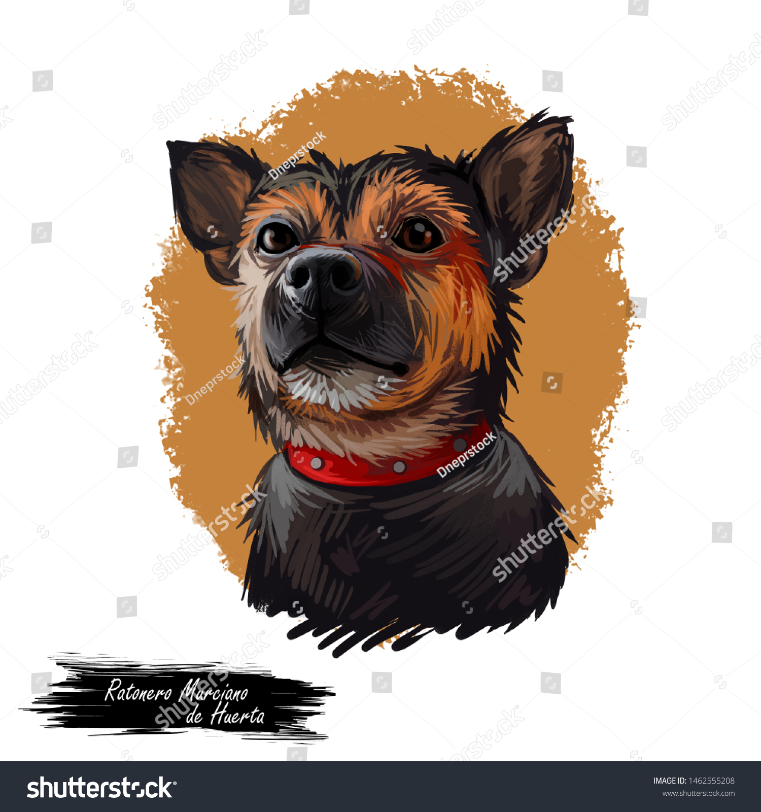 Ratonero Murciano De Huerta Dog Portrait Stock Illustration 1462555208