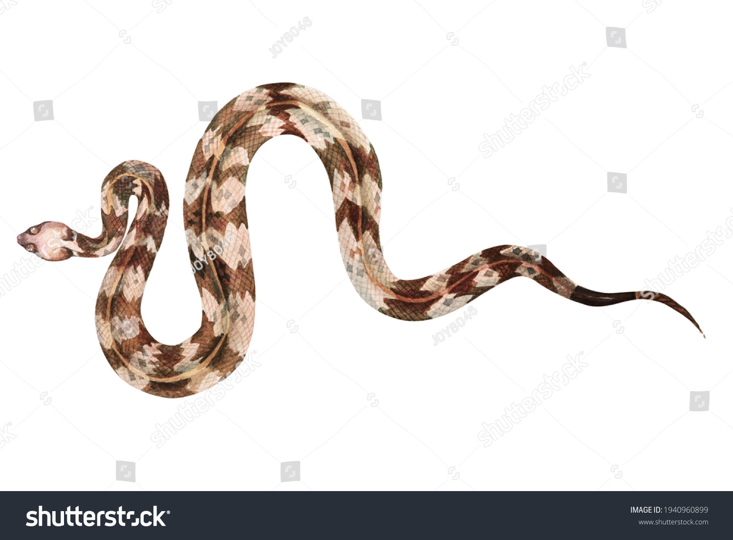 31 327 Snake Paint Images Stock Photos Vectors Shutterstock   Stock Photo Rattlesnake With Watercolor Isolated On White Background Snake Illustration Painted With 1940960899 