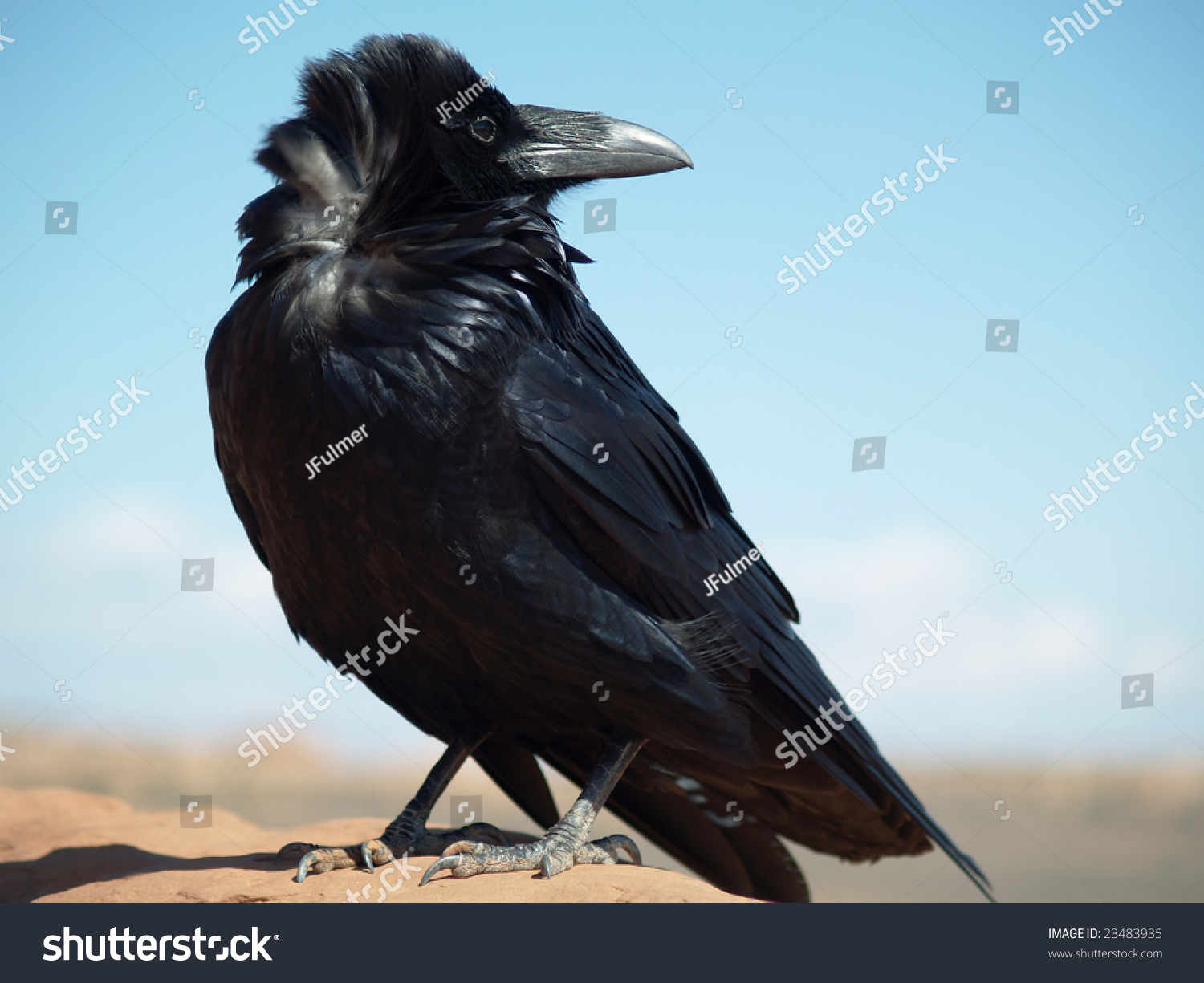 Raven Looking Backwards Utah Stock Photo 23483935 - Shutterstock