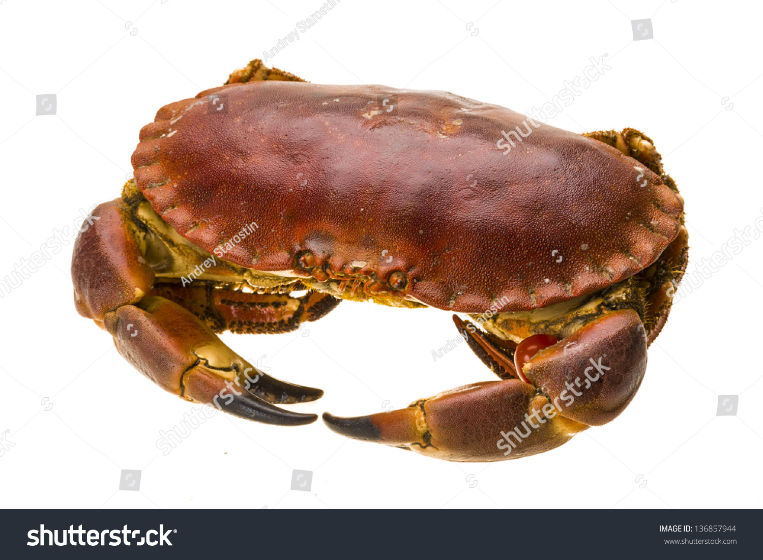 2,415 Brown crab live Images, Stock Photos & Vectors | Shutterstock