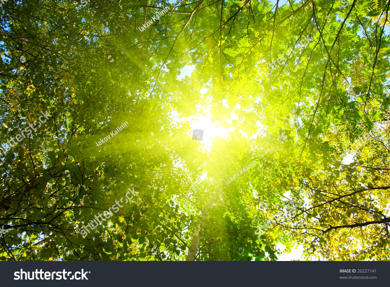 Rays Of Sun In Deep Forest Stock Photo 20227141 : Shutterstock