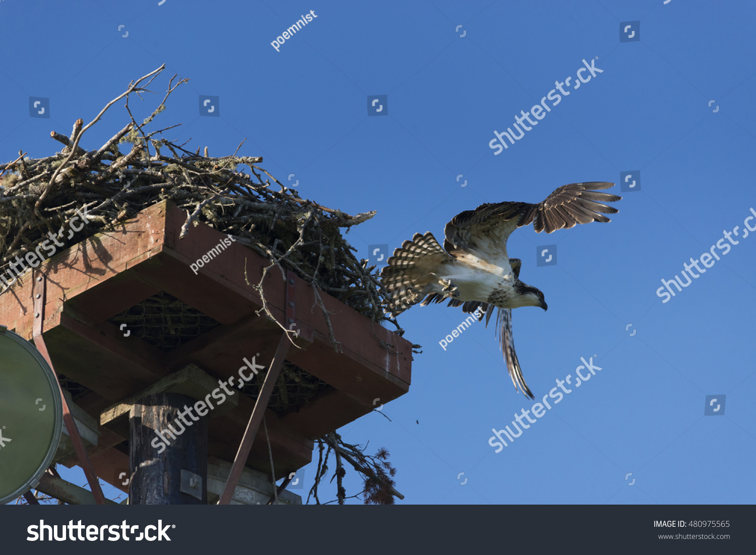 osprey vancouver