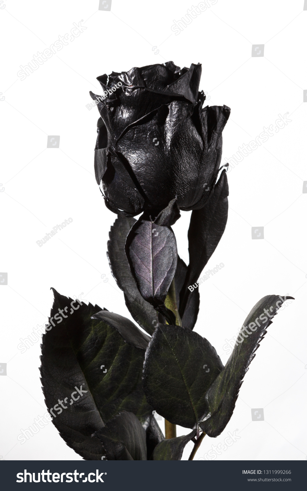 Real Black Rose Stock Photo Edit Now