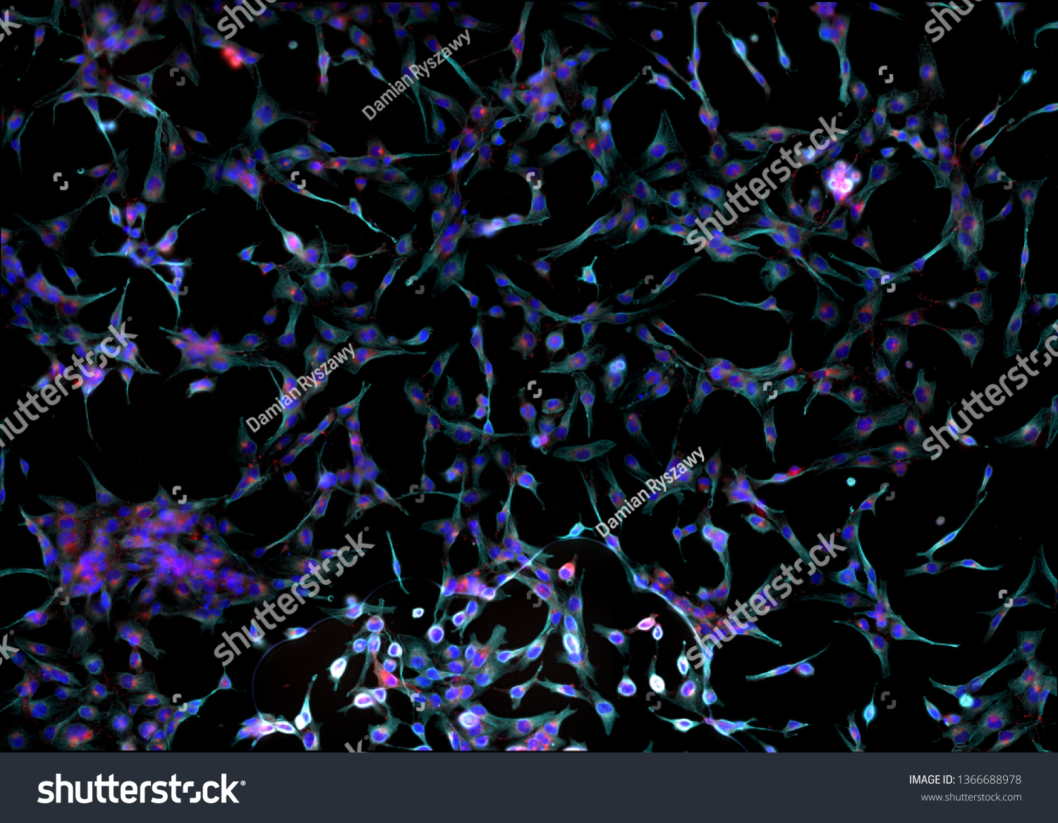 Real Fluorescence Microscopic View Human Skin Stock Photo Edit Now