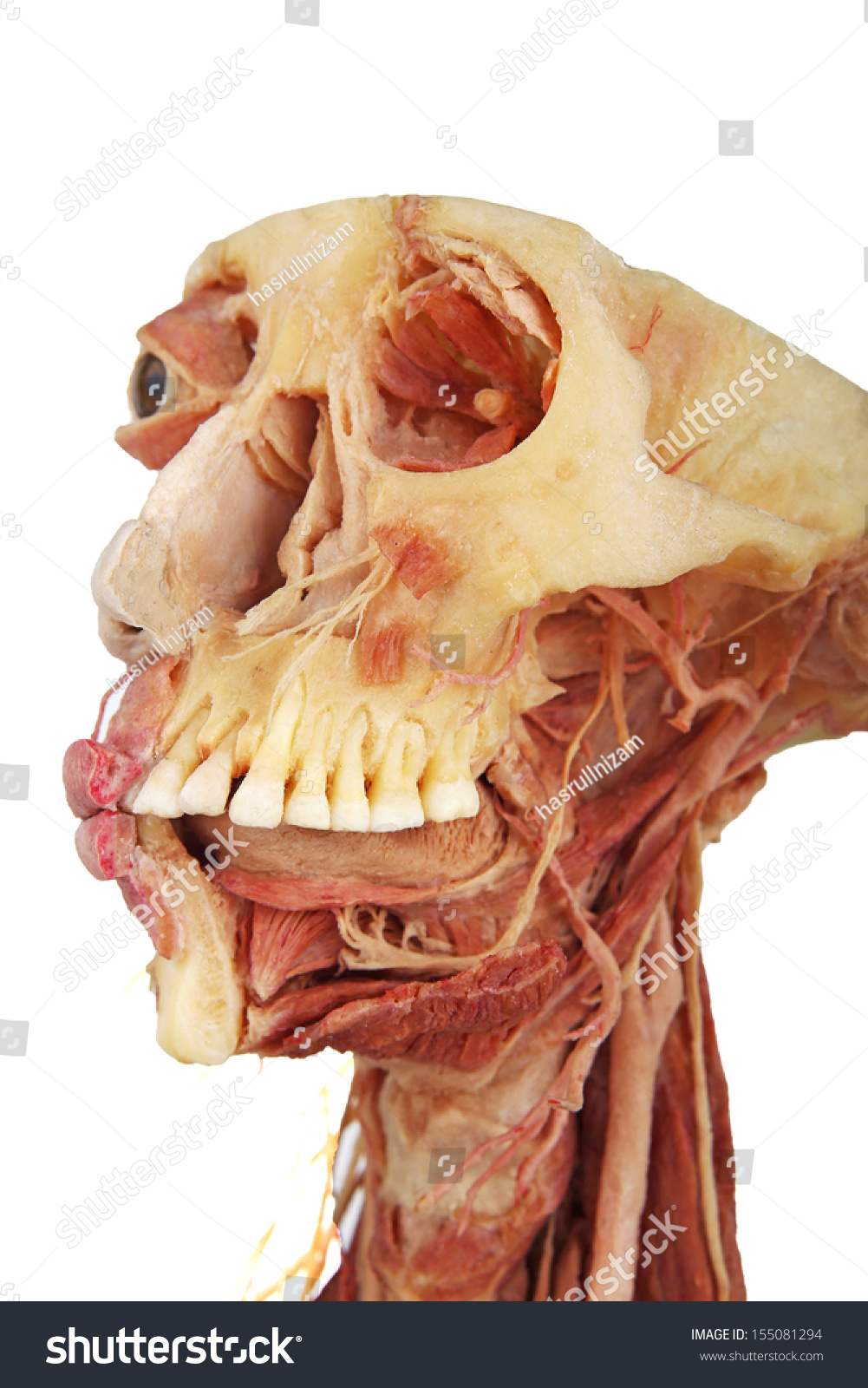 Real Human Face Anatomy Stock Photo (Edit Now) 155081294 - Shutterstock