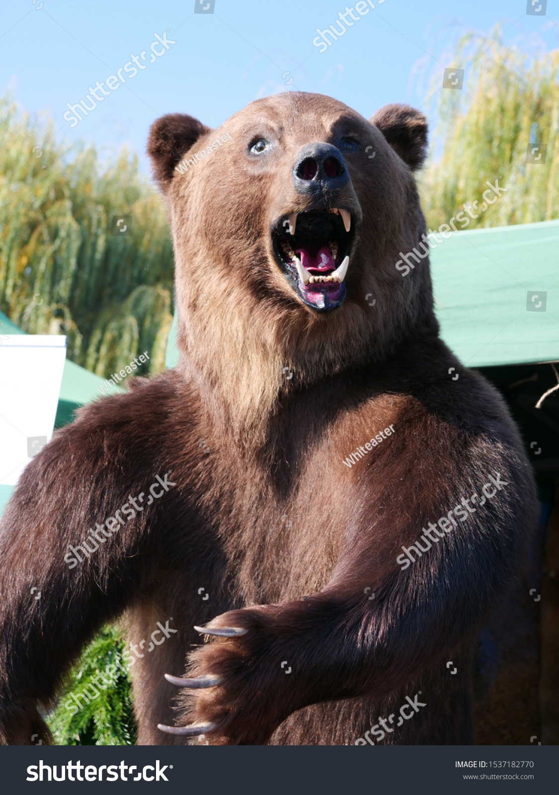 stuffed real bear