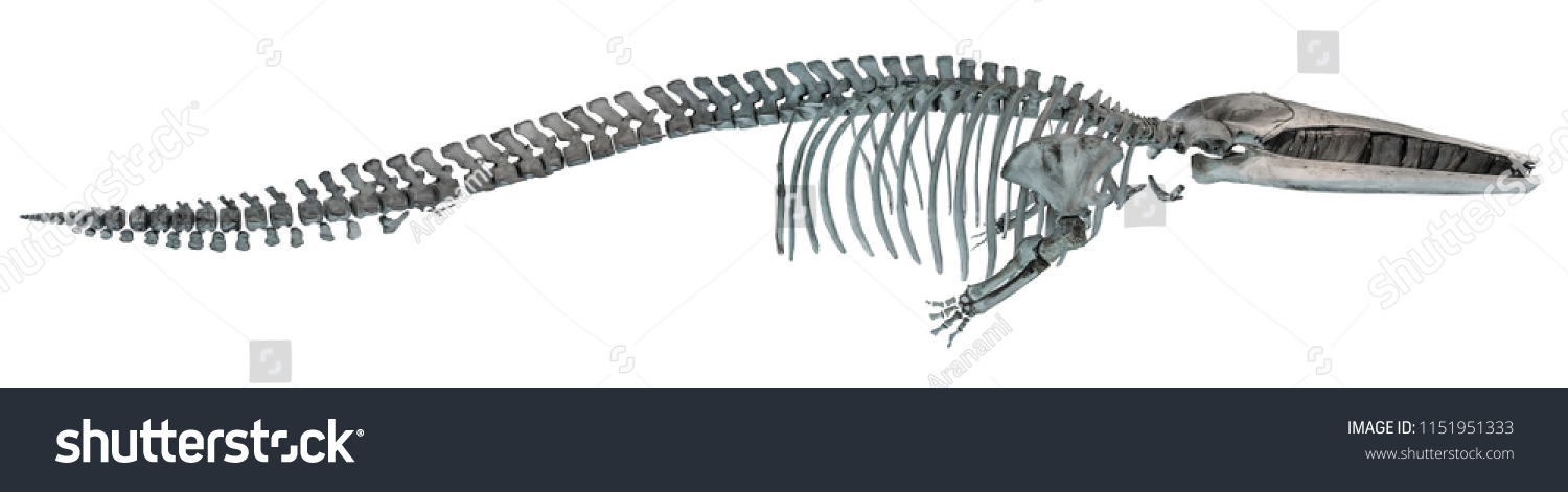 318 Whale rib Images, Stock Photos & Vectors | Shutterstock