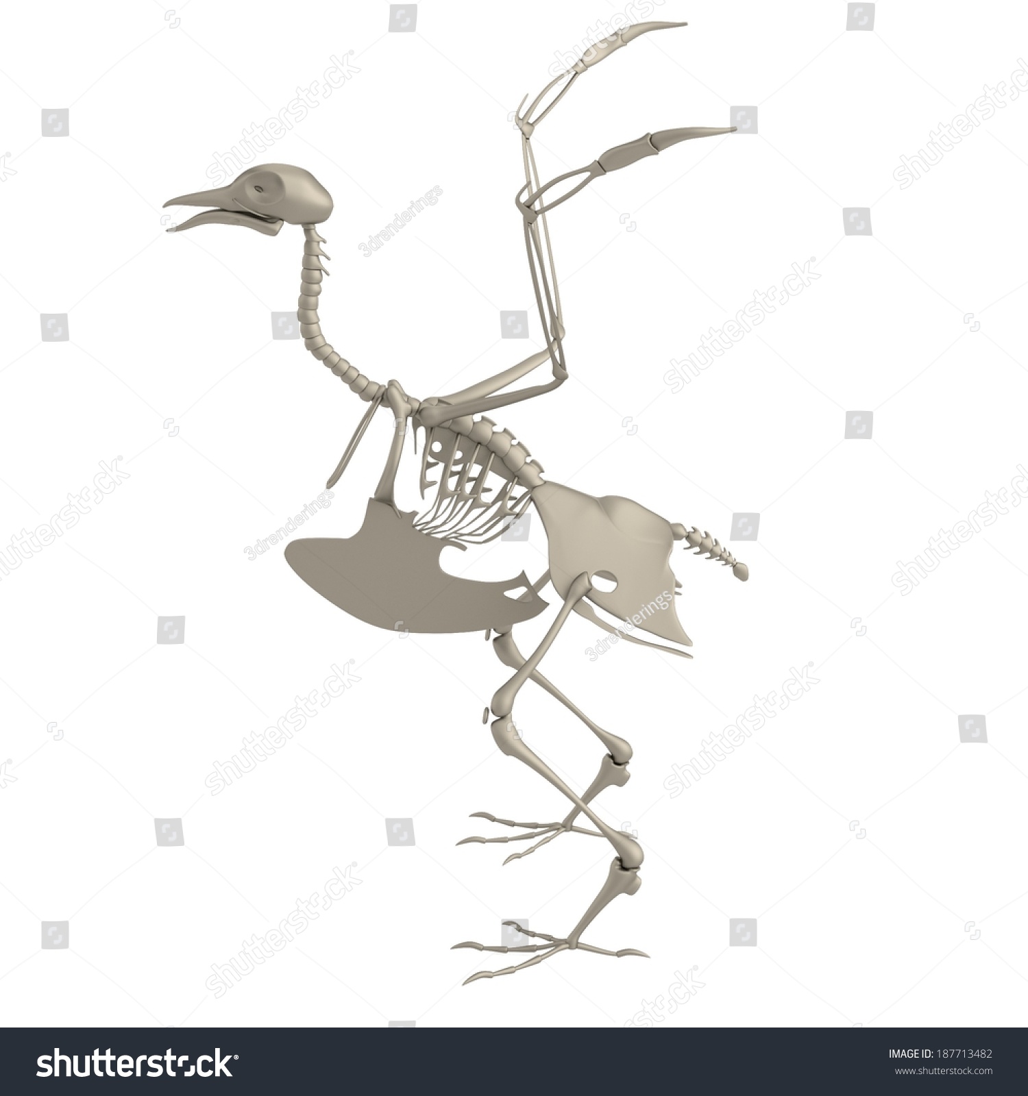 Realistic 3d Render Bird Skeleton Stock Illustration 187713482 ...