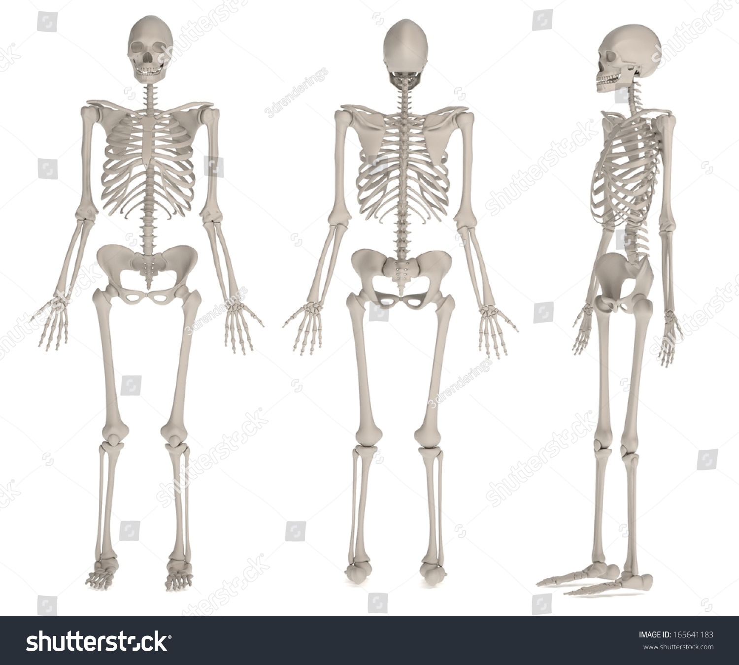 Realistic 3d Render Female Skeleton Stock Illustration 165641183