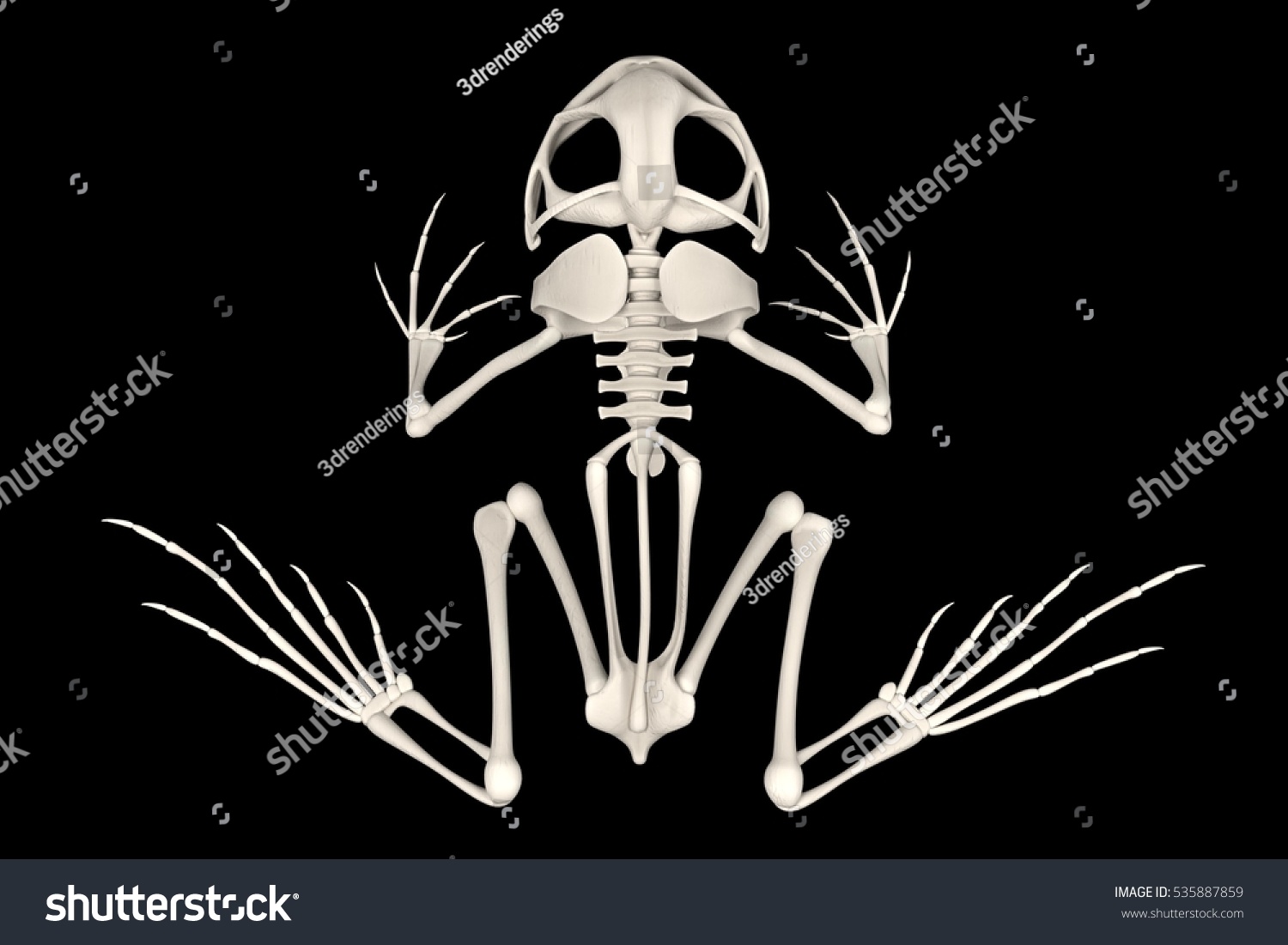 Realistic 3d Render Toad Skeleton Stock Illustration 535887859