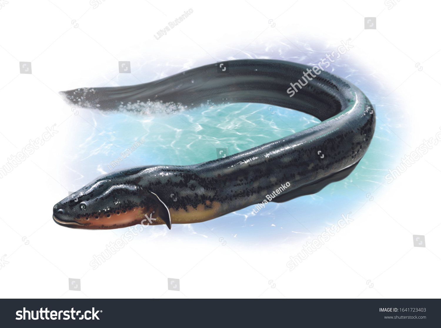 Realistic Drawing Electric Eel Electrophorus Electricus Stock Illustration 1641723403