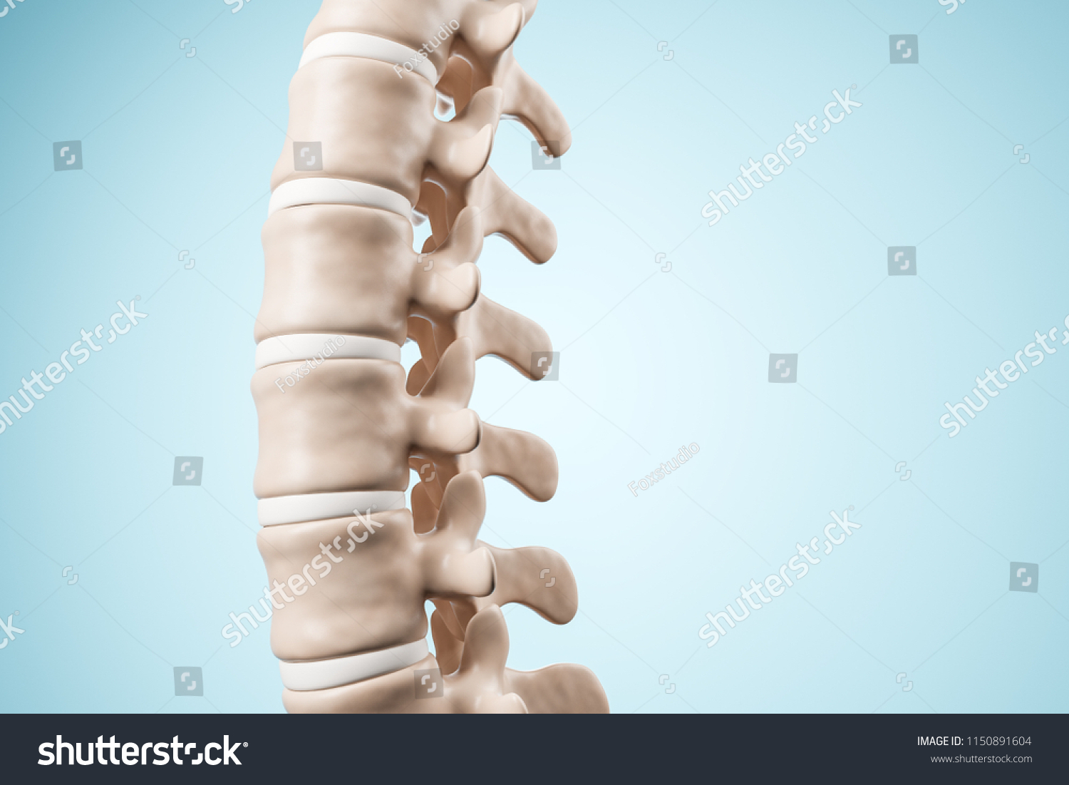 Realistic Human Spine Illustration Side View Stock Illustration ...