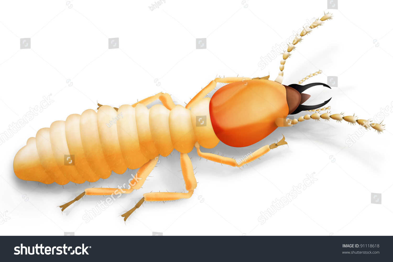 Realistic Illustration Termite Soldier Stock Illustration 91118618 ...