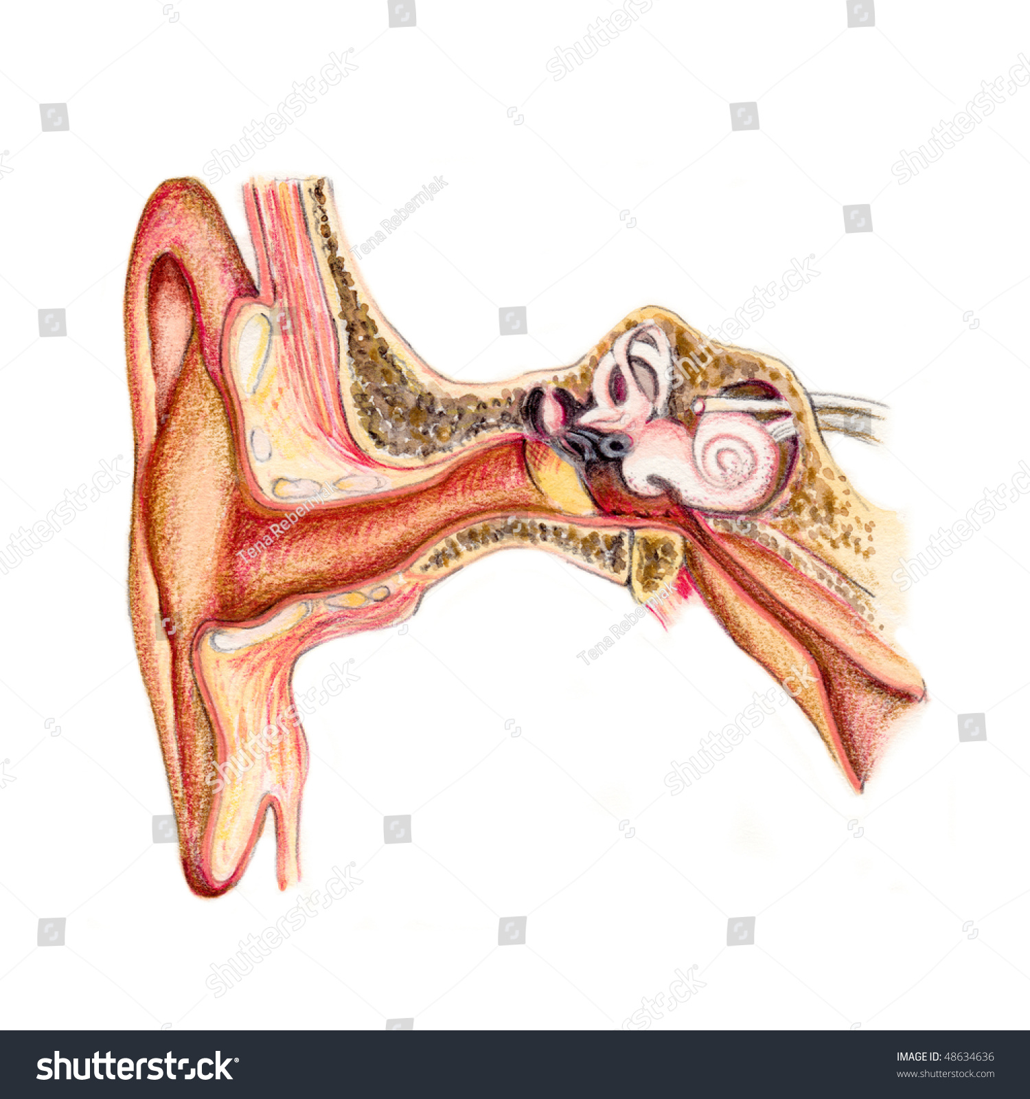 Realistic Illustration Ear Inner Organs Stock Photo 48634636 - Shutterstock