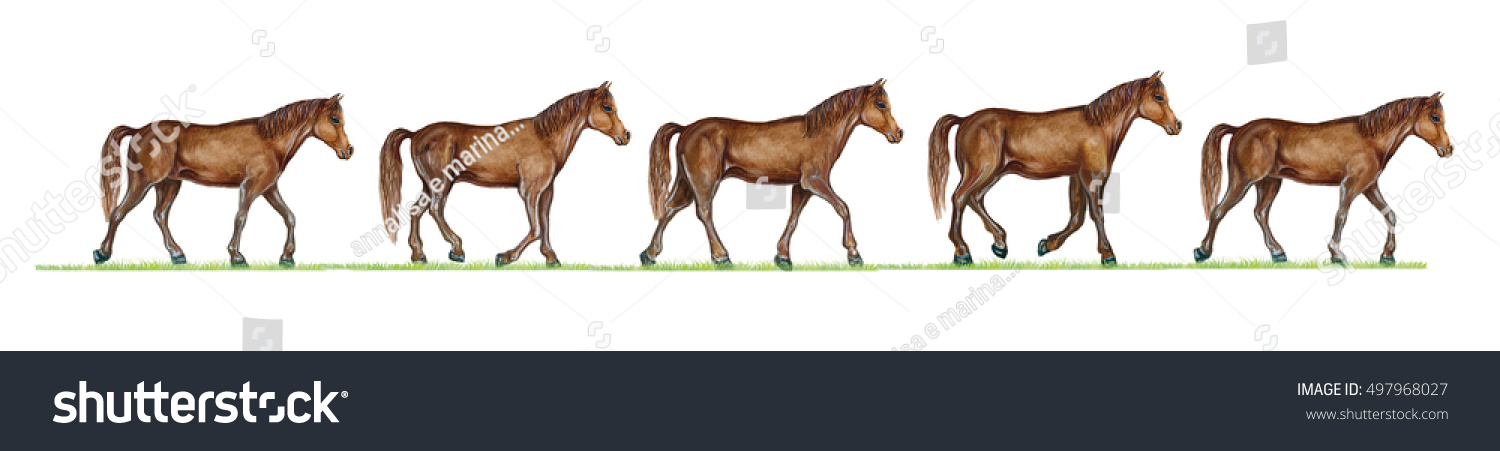 Realistic Illustration Horse Equus Walk Cycle Stock Illustration ...