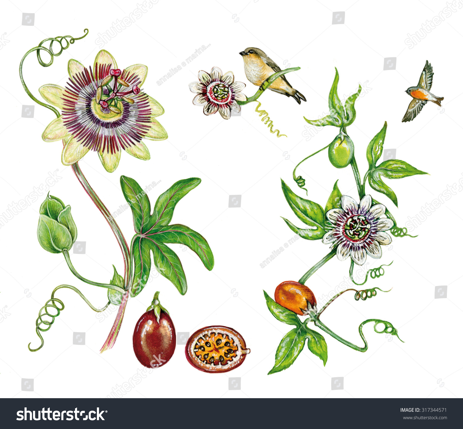1,430 Scientific flower drawings Images, Stock Photos & Vectors