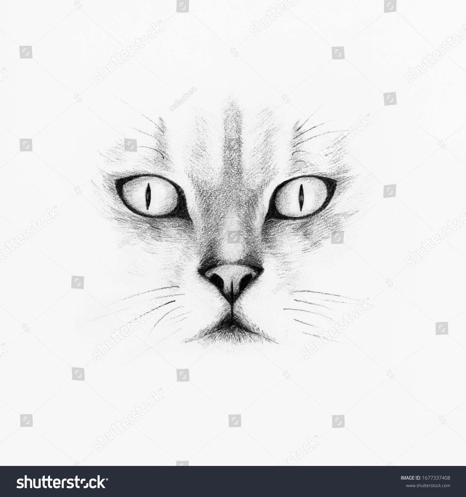 Best Cat Face Sketch Drawing for Girl