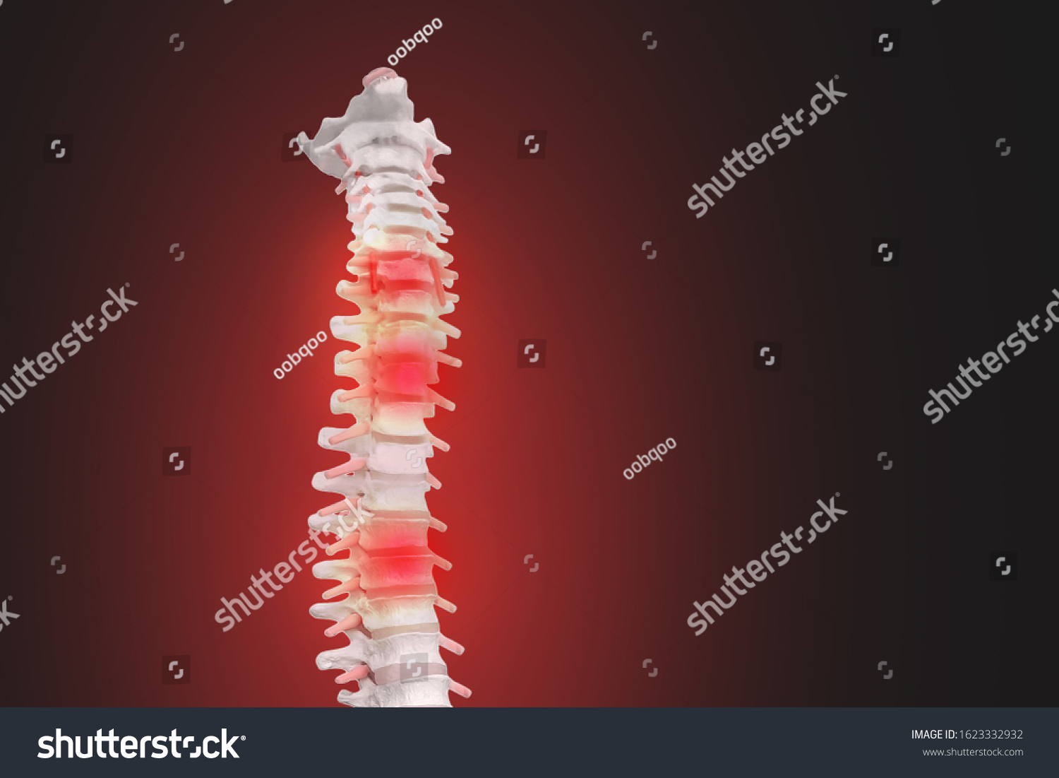 Realistic Skeletal Human Spine Vertebral Column Foto De Stock Sexiz Pix