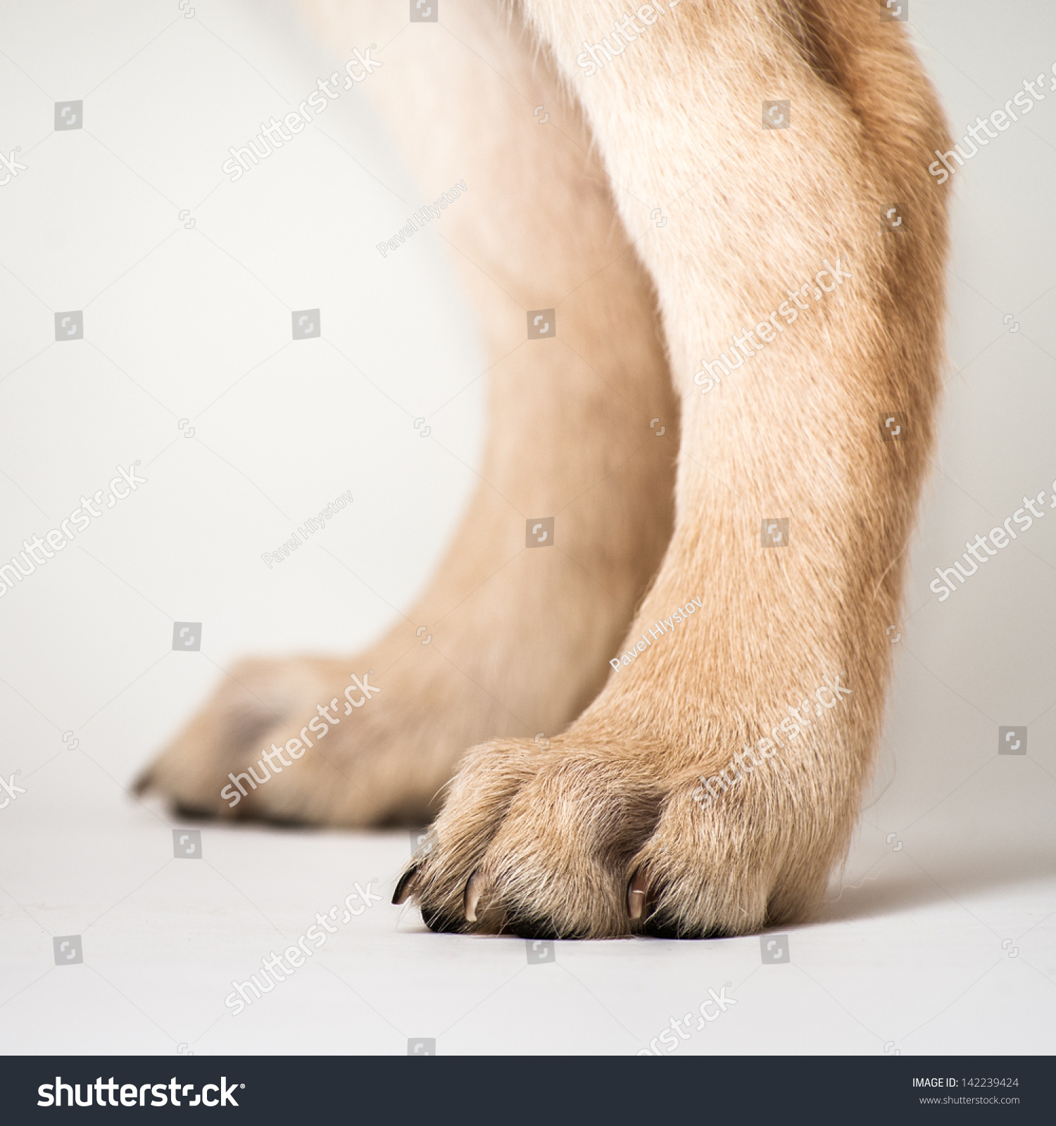 Rear Paws Of A Labrador Retriever Puppy Stock Photo 142239424 ...