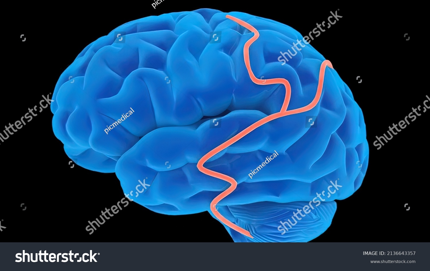 Receptors Transport Monoclonal Antibodies Across Bloodbrain Stock