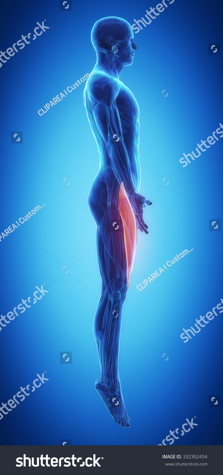 Rectus Femoris Stock Illustration 332392454 | Shutterstock