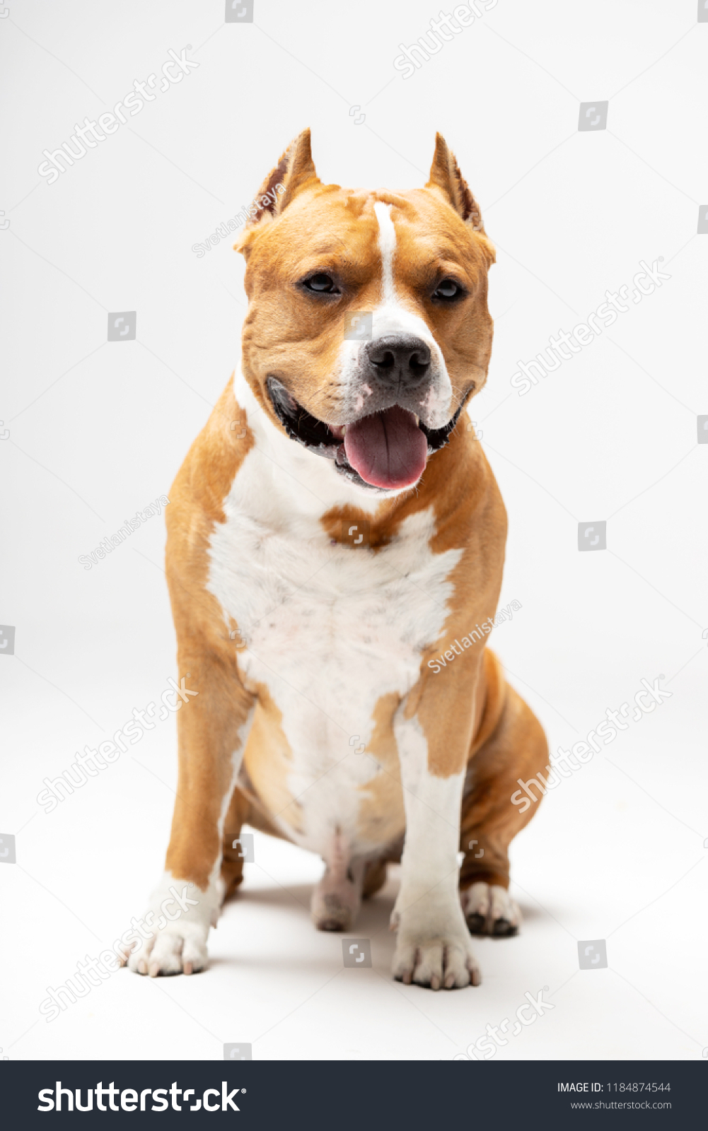 red american staffordshire terrier