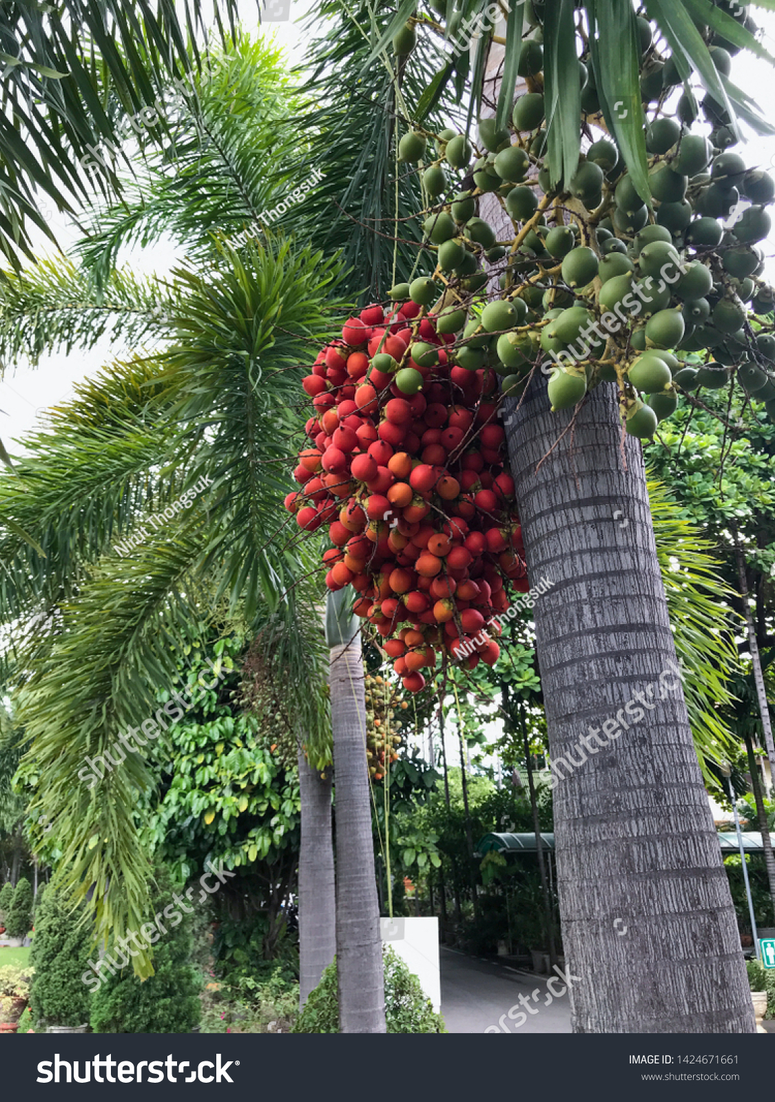 Red Green Foxtail Palm Tree Fruits Stock Photo Edit Now 1424671661