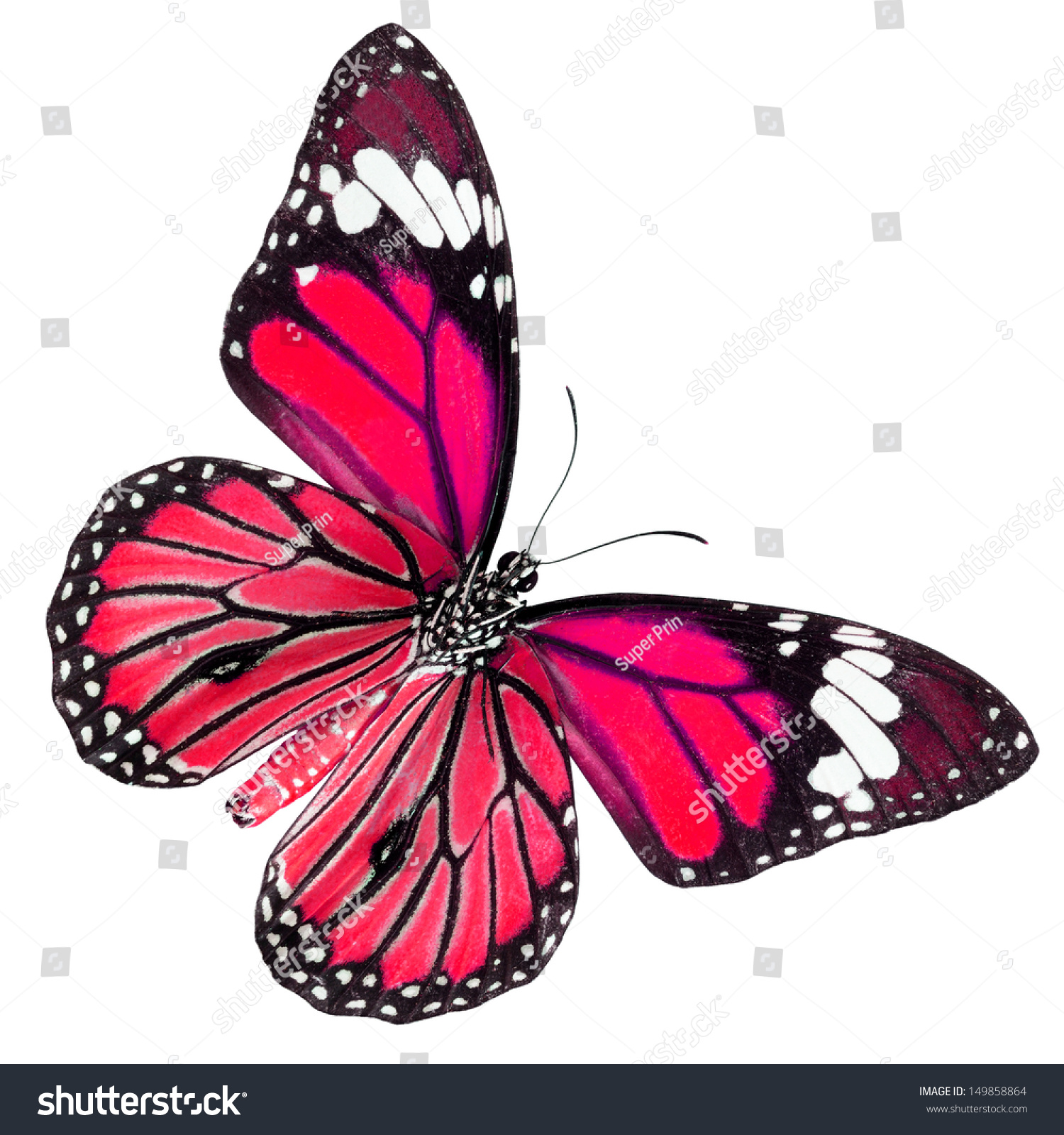 Red And Pink Common Tiger Butterfly (Danaus Genutia) Beautiful And ...