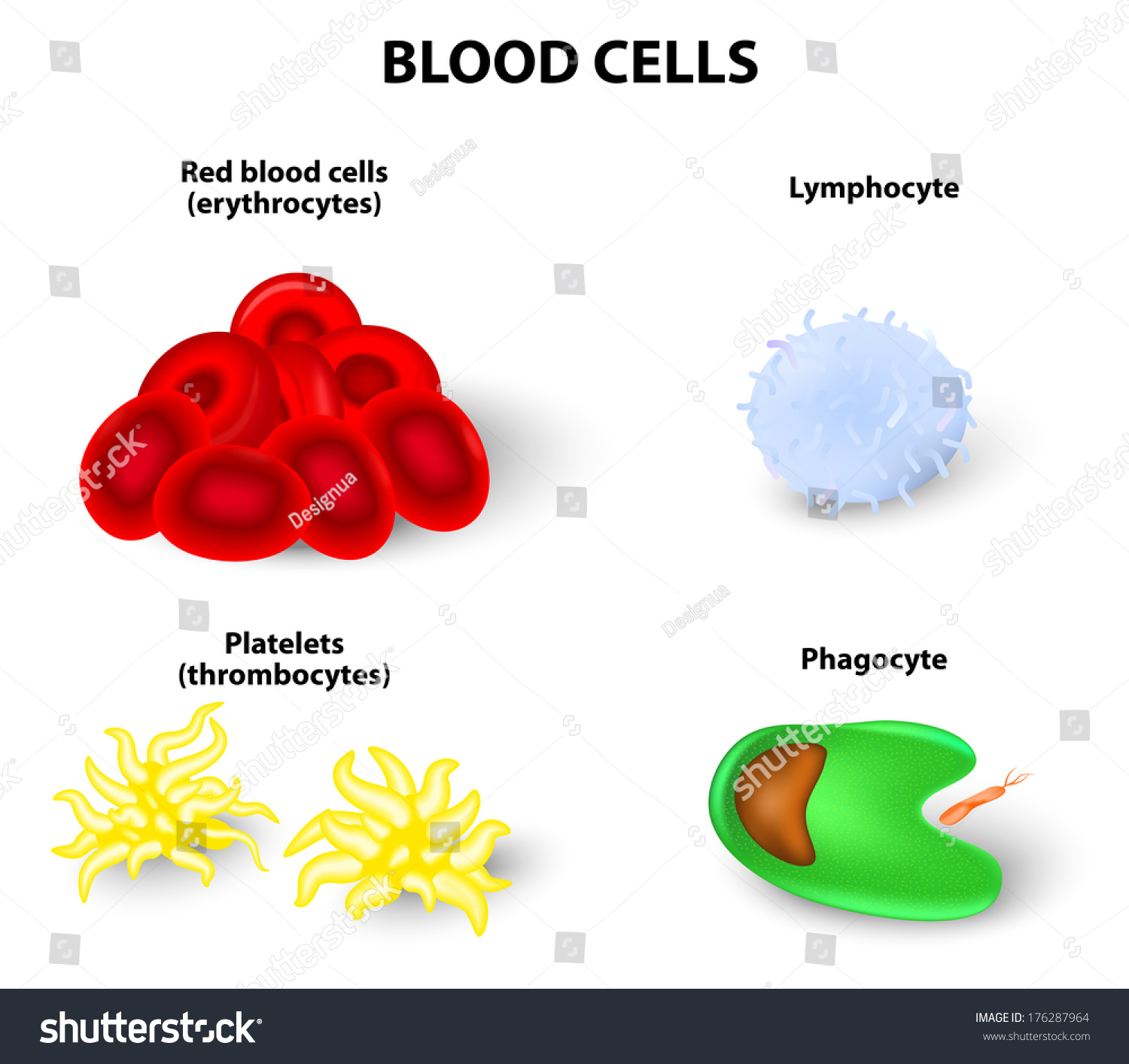 20,387 Red and white blood cells Images, Stock Photos & Vectors ...