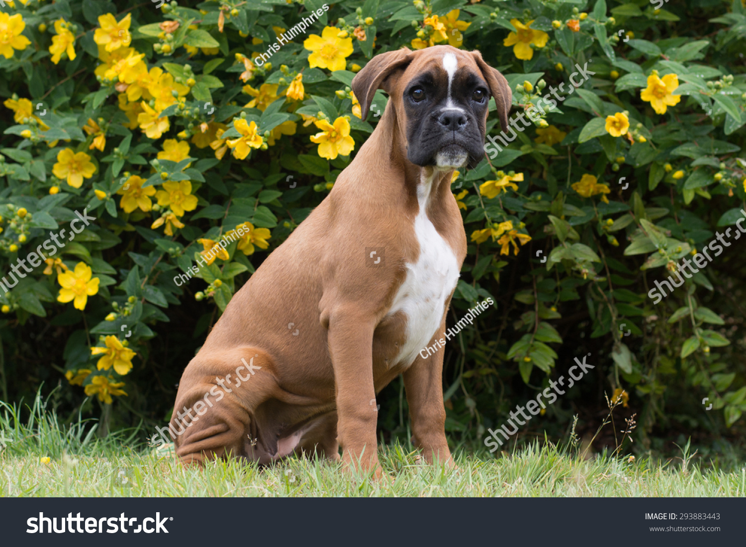 red and white boxer dog