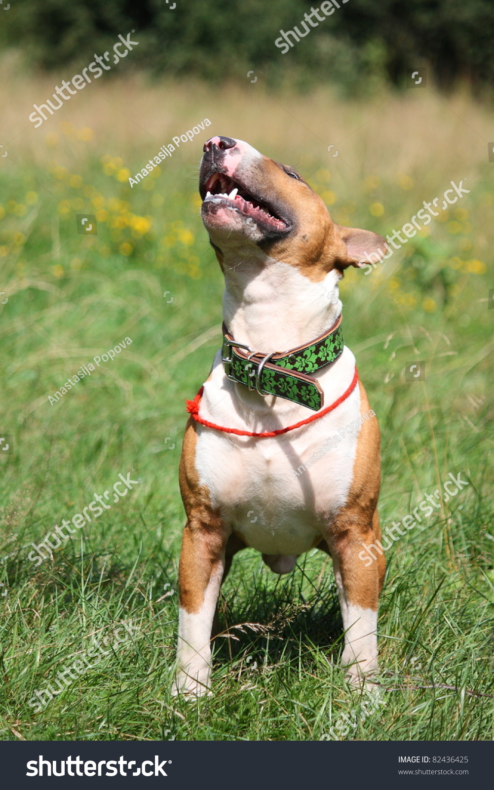 Red White English Bull Terrier Stock Photo Edit Now 82436425