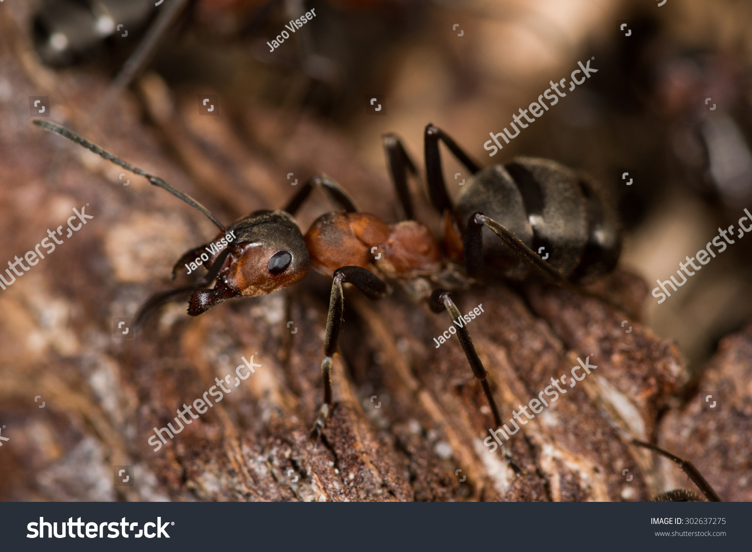 Red Ant Colony Stock Photo 302637275 - Shutterstock