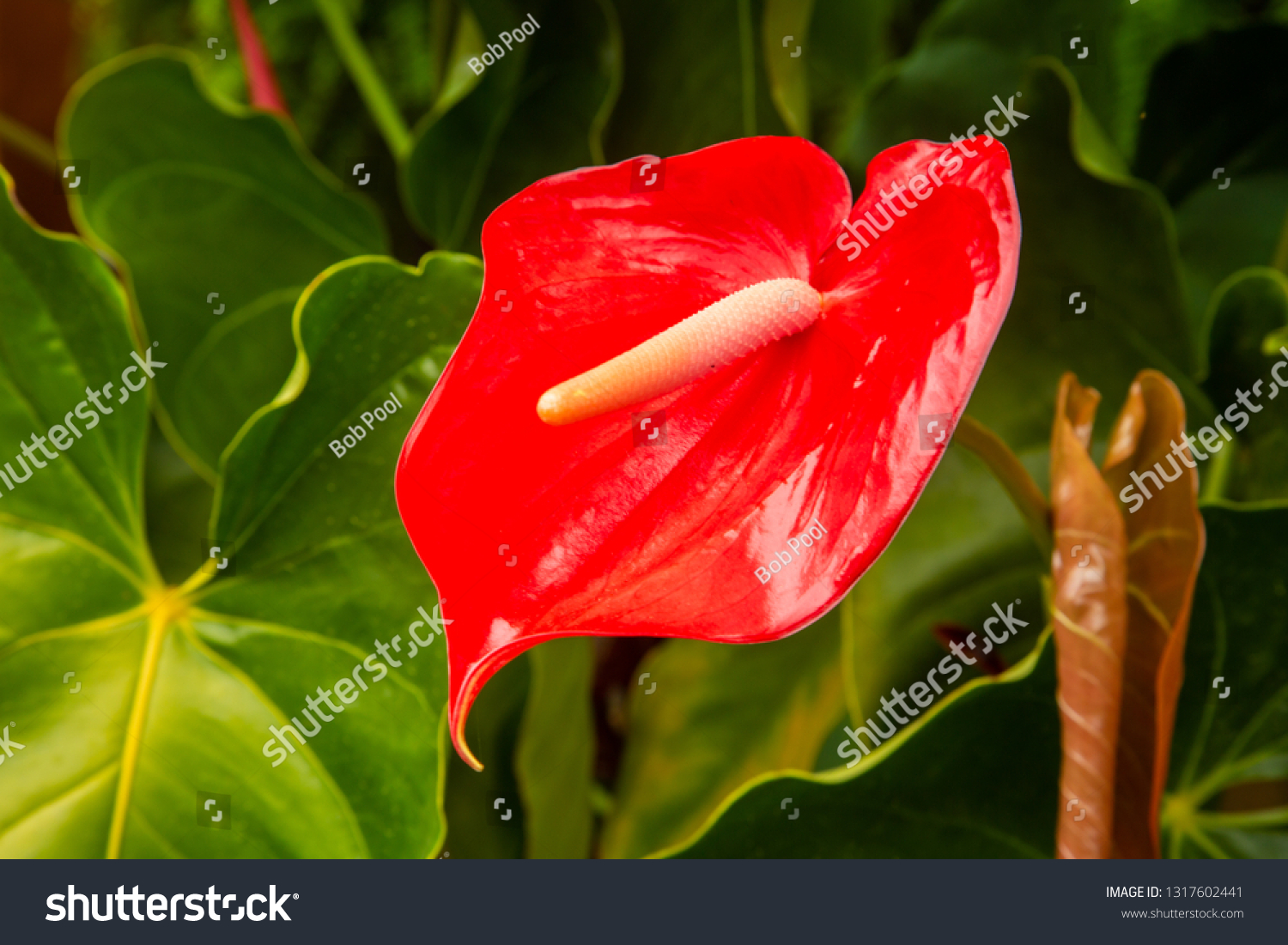 Red Anthurium Flower San Jose Costa Stock Photo Edit Now 1317602441