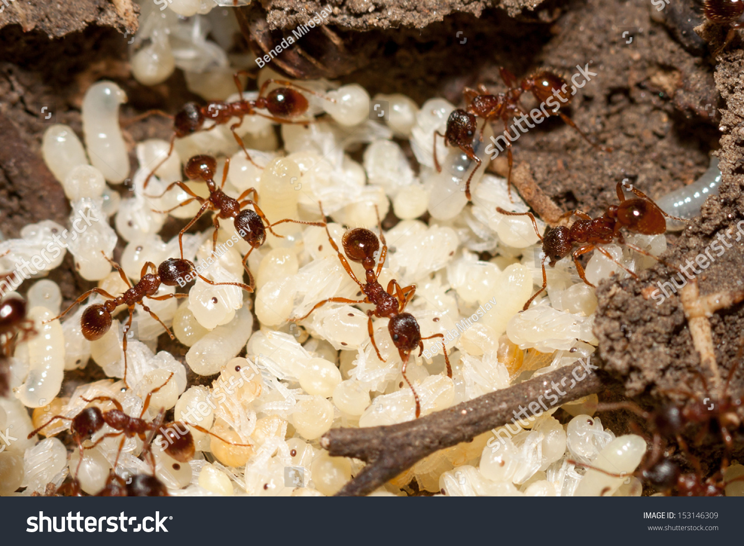 Red Ants With White Eggs On Anthill Stock Photo 153146309 : Shutterstock