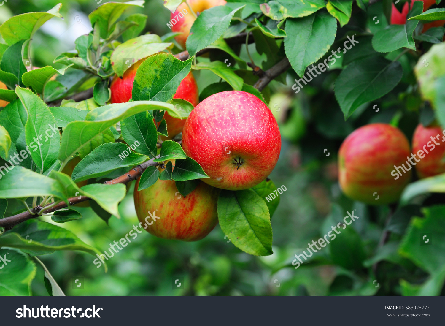 631,475 Apple tree Images, Stock Photos & Vectors | Shutterstock