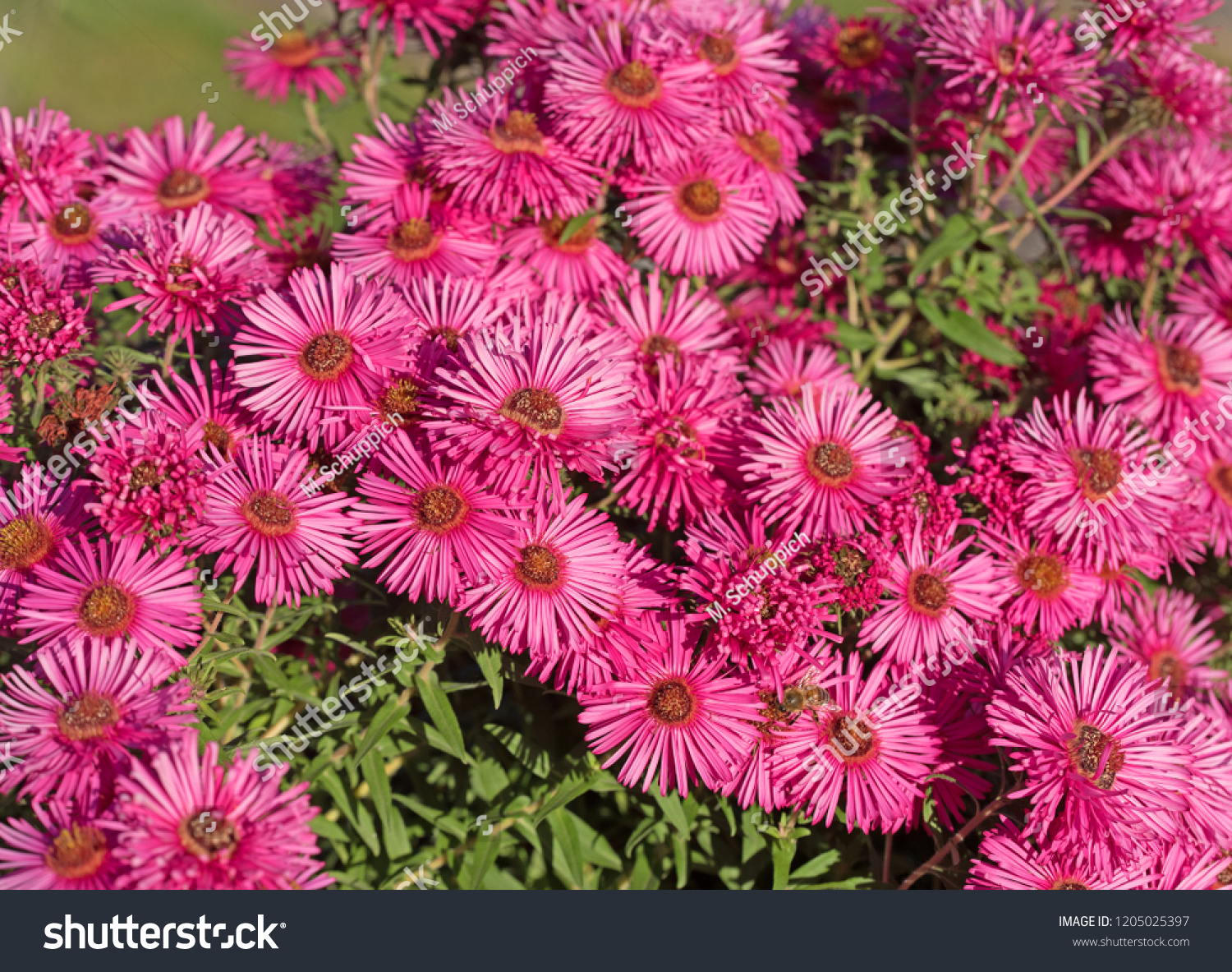 Red Autumn Asters Symphyotrichum Nature Stock Image 1205025397