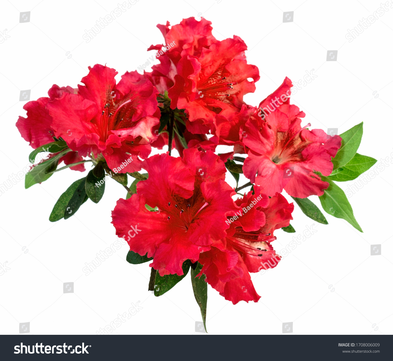 Red azaleas Images, Stock Photos & Vectors | Shutterstock